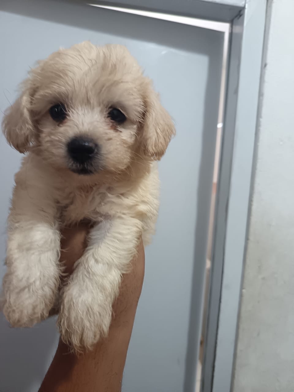 animales y mascotas - Ternuraa de Shipoo 