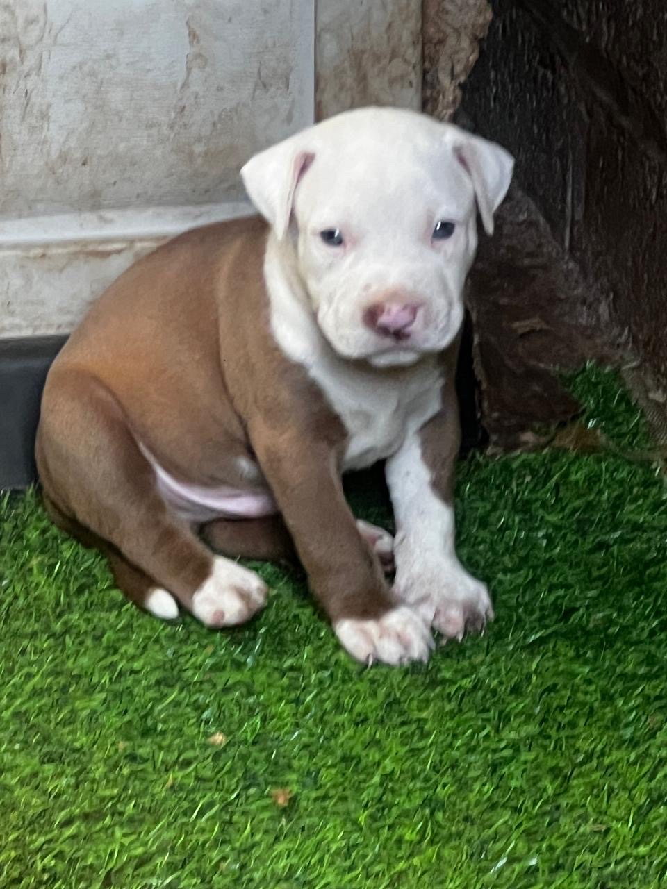 animales y mascotas - american Pitbull  3