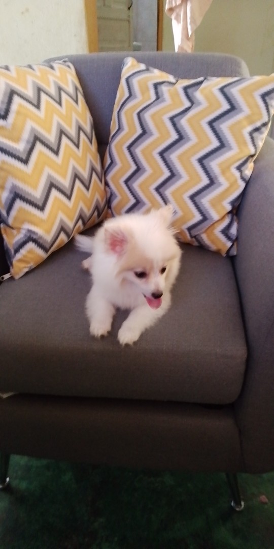 animales y mascotas - Cachorra mix de pomerania mini, con todas sus vacunas 0