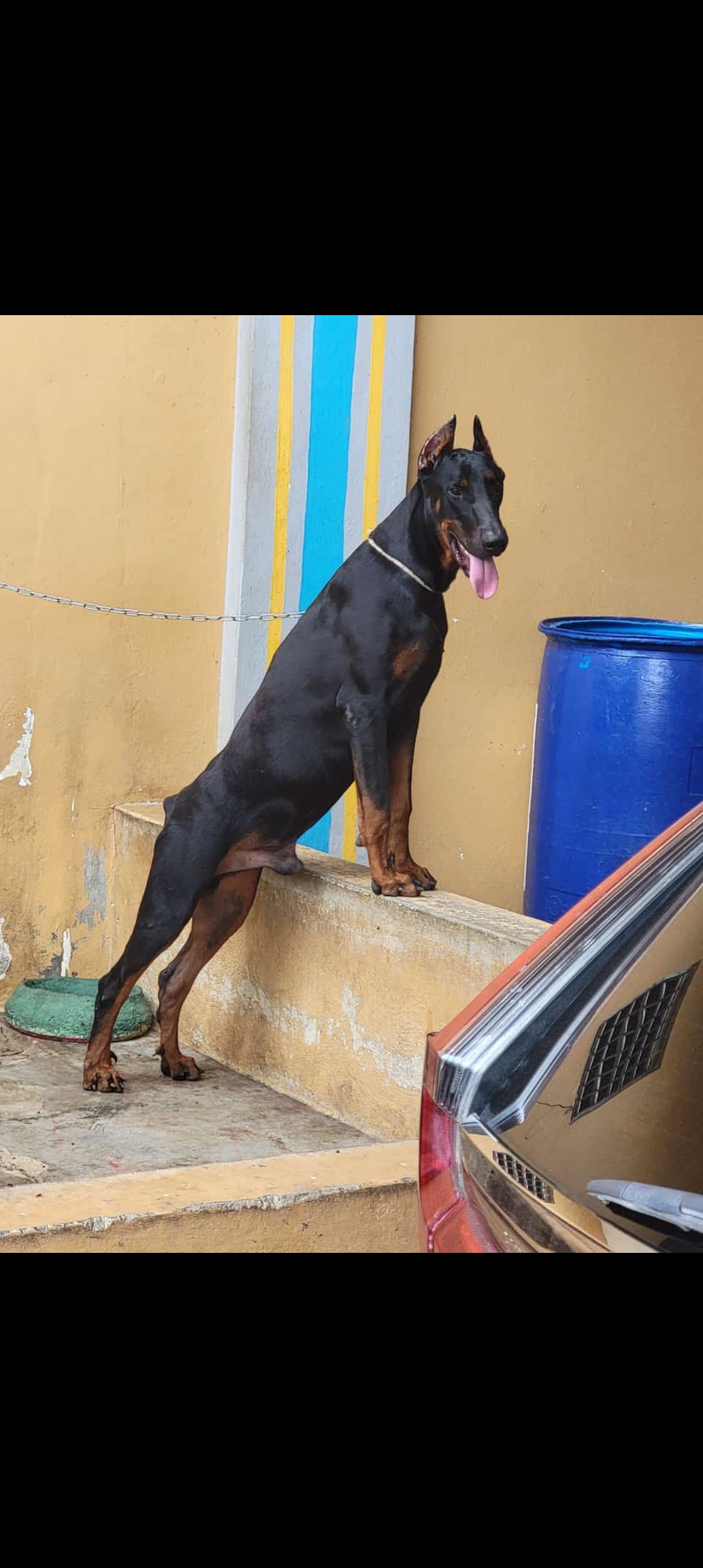 animales y mascotas - doberman  0