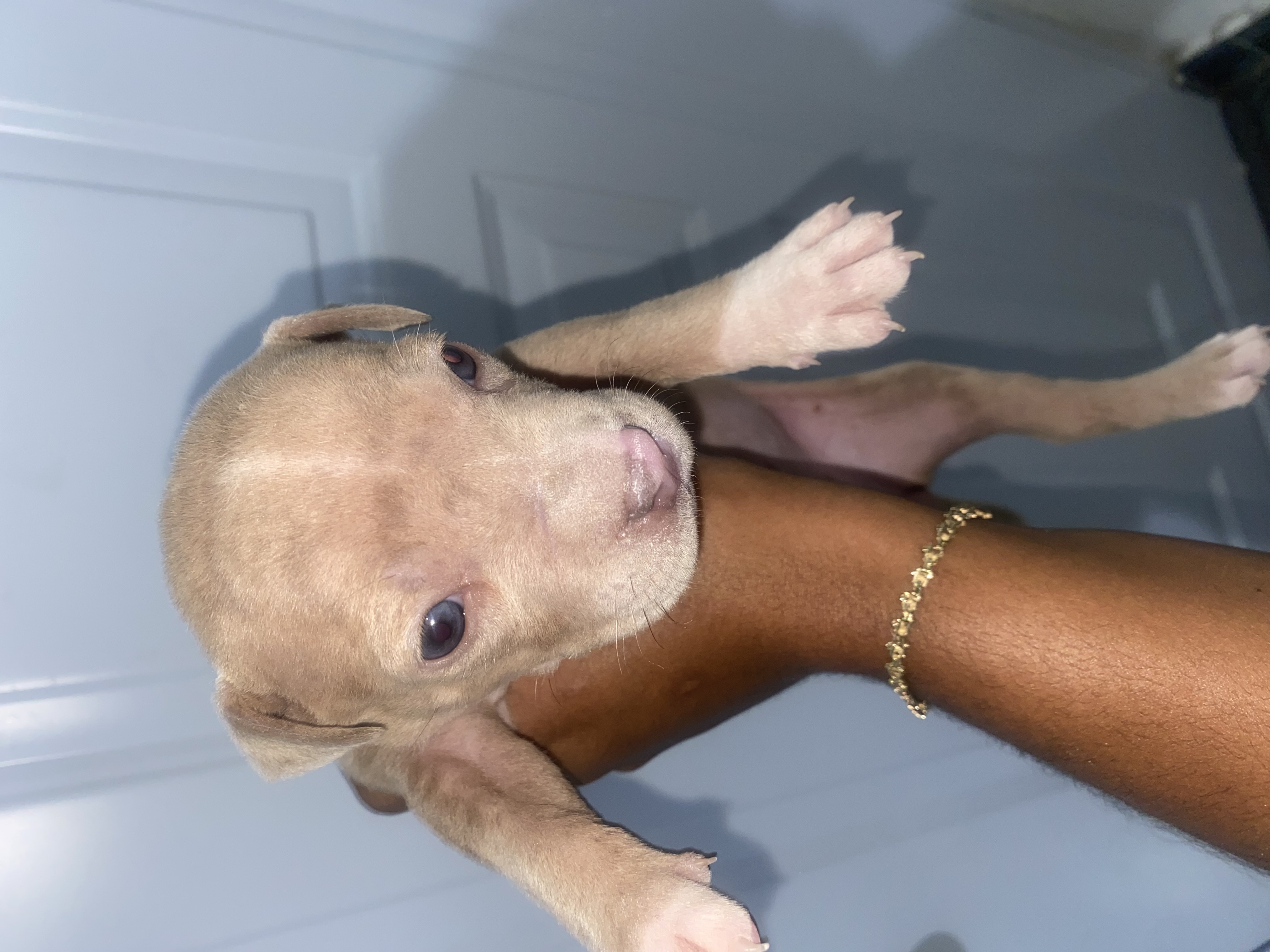 animales y mascotas - pitbull merle 1