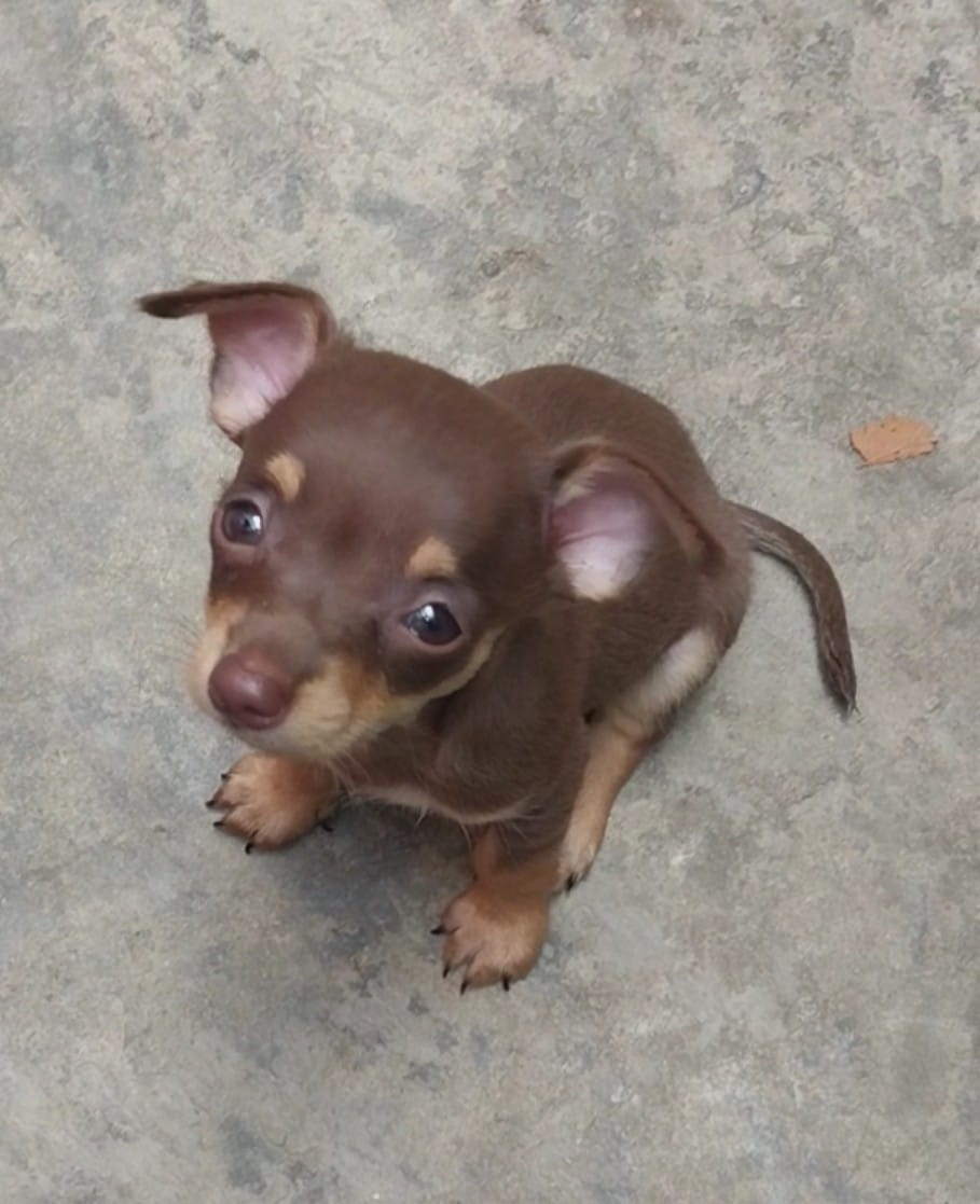 animales y mascotas - Perro chihuahua  2