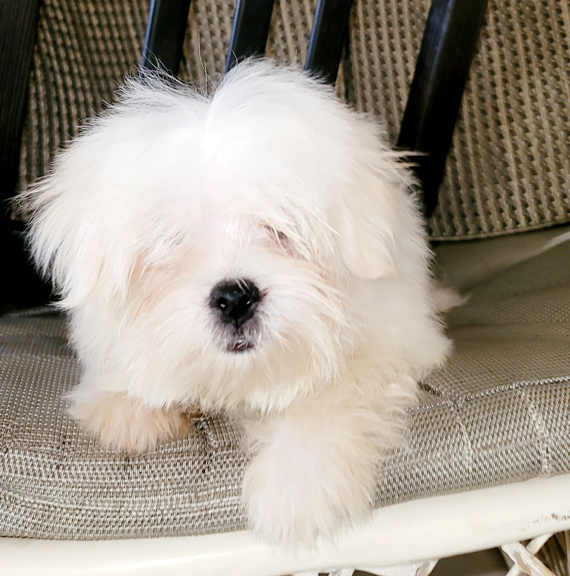 animales y mascotas - Bichon  maltés  toy 1
