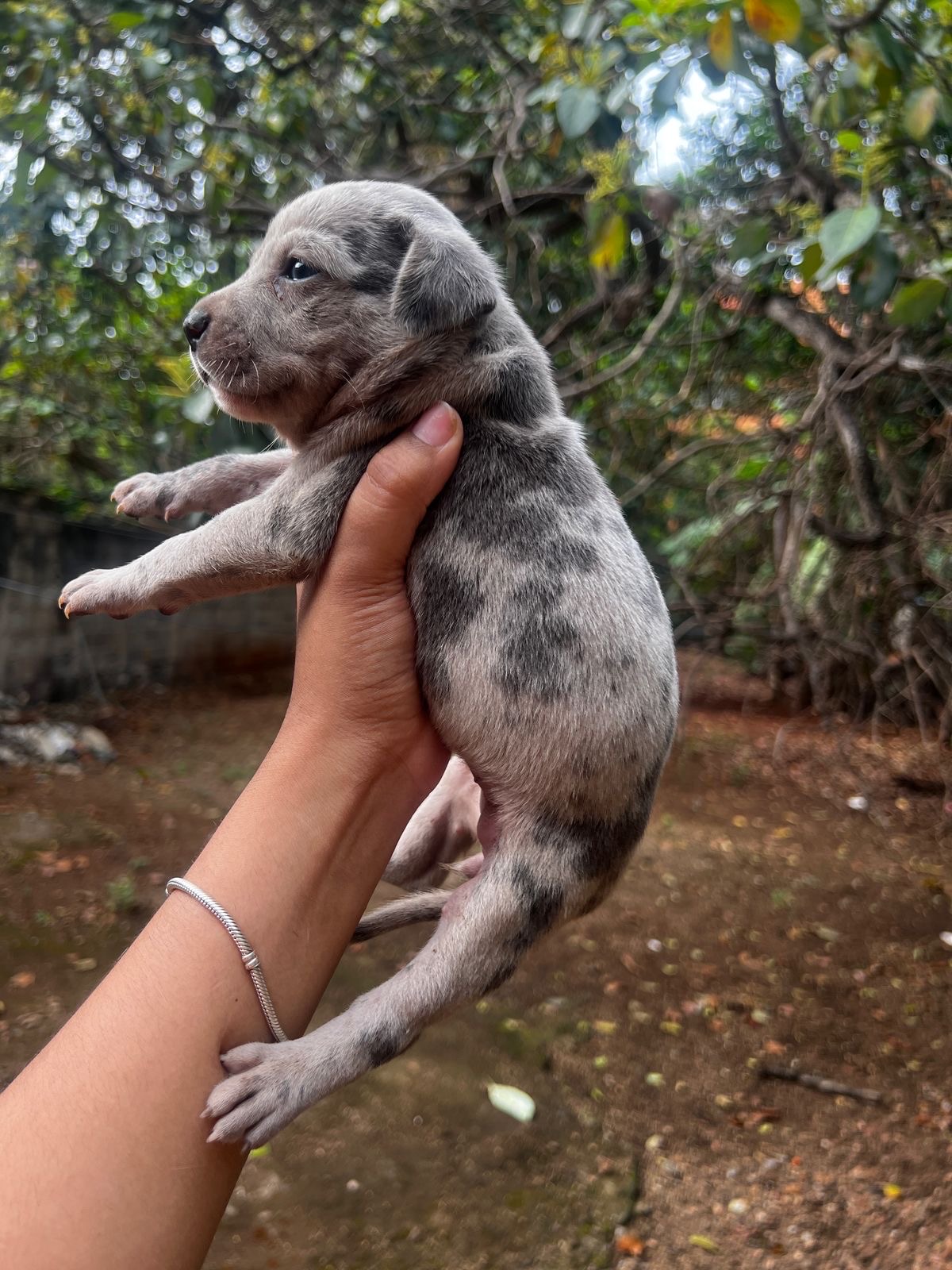 animales y mascotas - american Pitbull  0