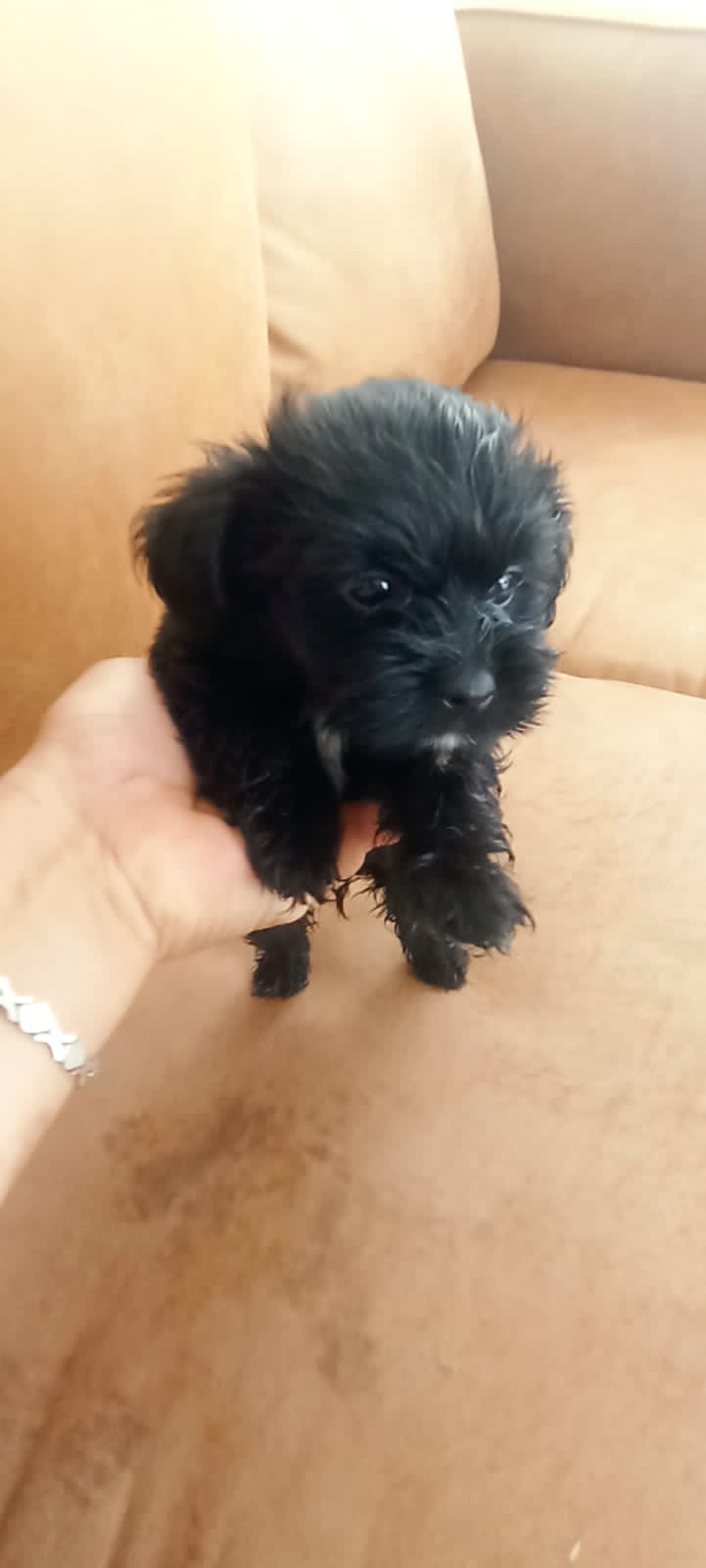 animales y mascotas - Cachorros Shih tzu  2