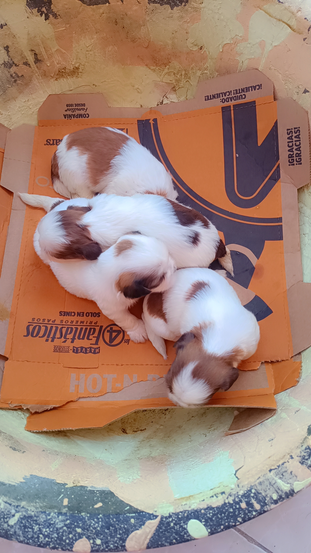 animales y mascotas - Cachorros 1