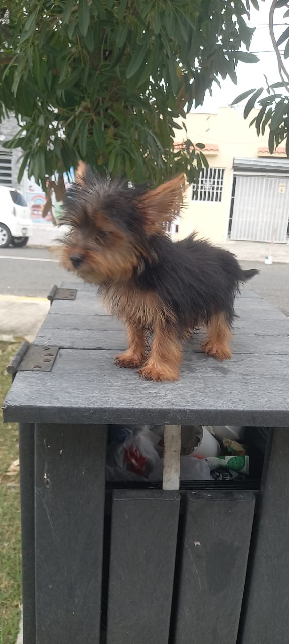 animales y mascotas - Yorkie Macho *Todas las vaunas aplicadas 1
