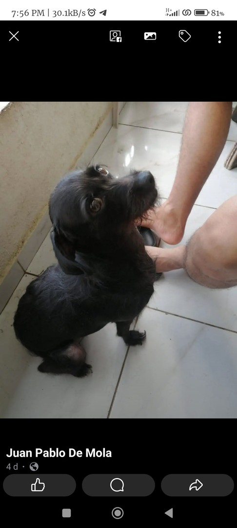 animales y mascotas - Perritas en adopción 2