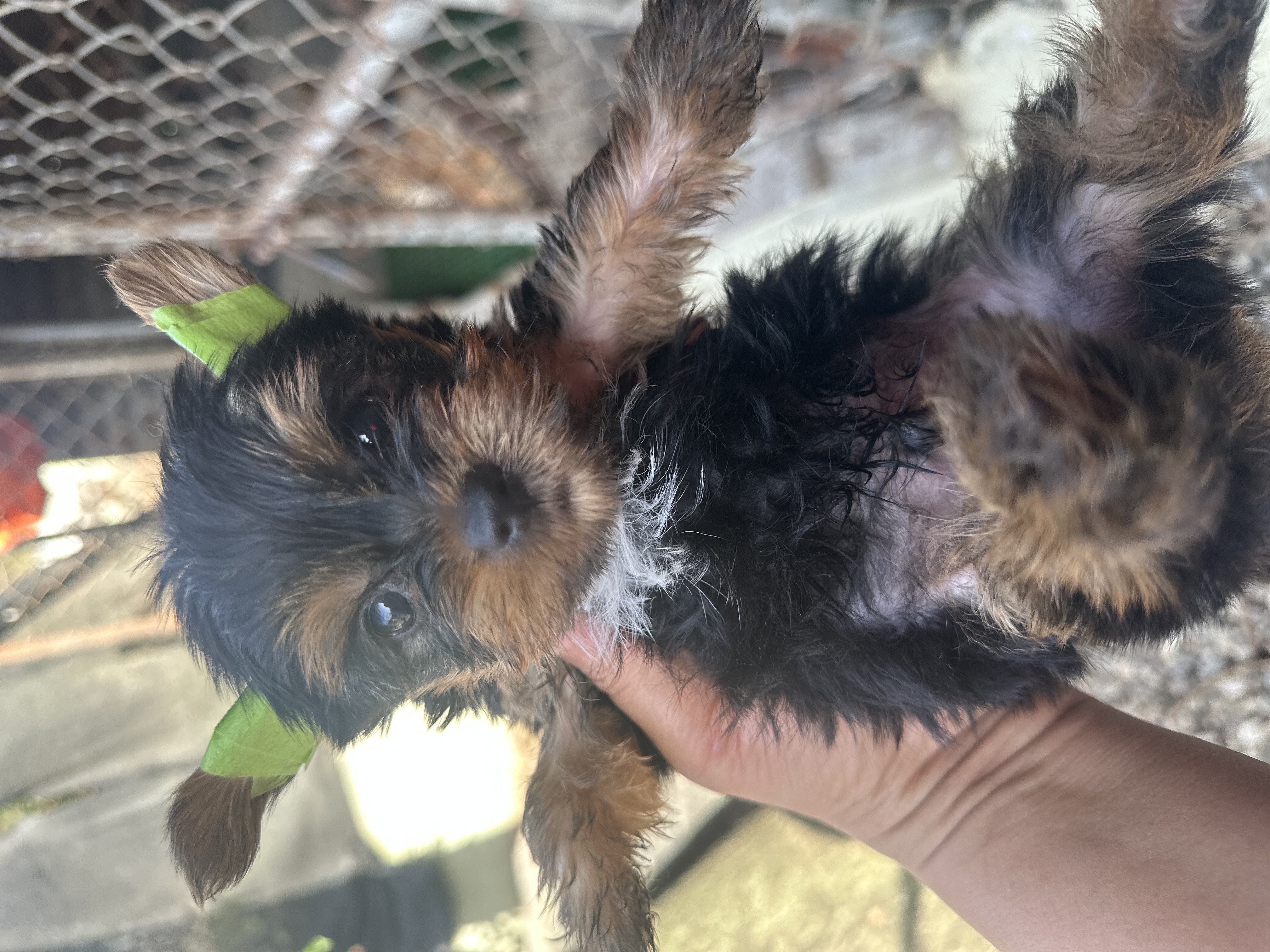 animales y mascotas - yorky 1