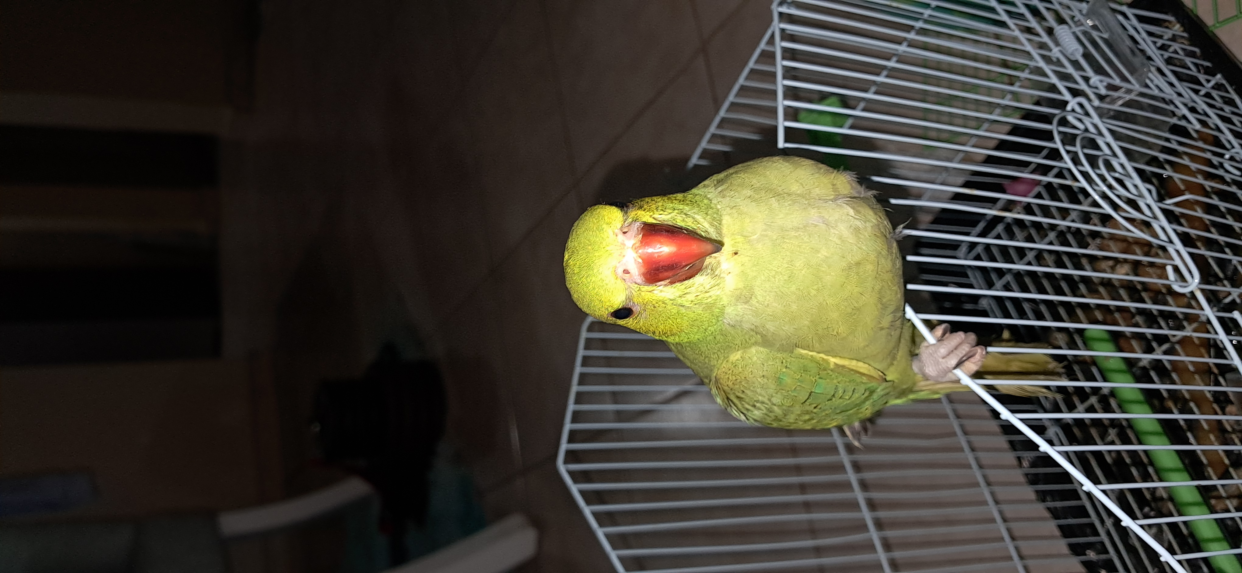 animales y mascotas - Cotorra kramer de 4 meses  0