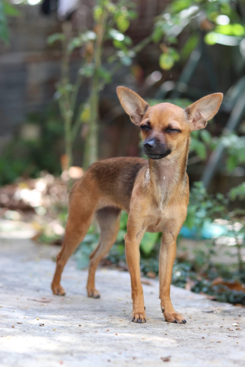 animales y mascotas - Chihuahua cabeza de venado en adopcion. 7