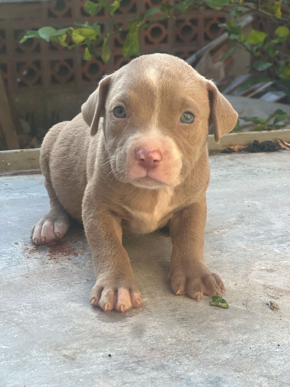 animales y mascotas - american Pitbull  1