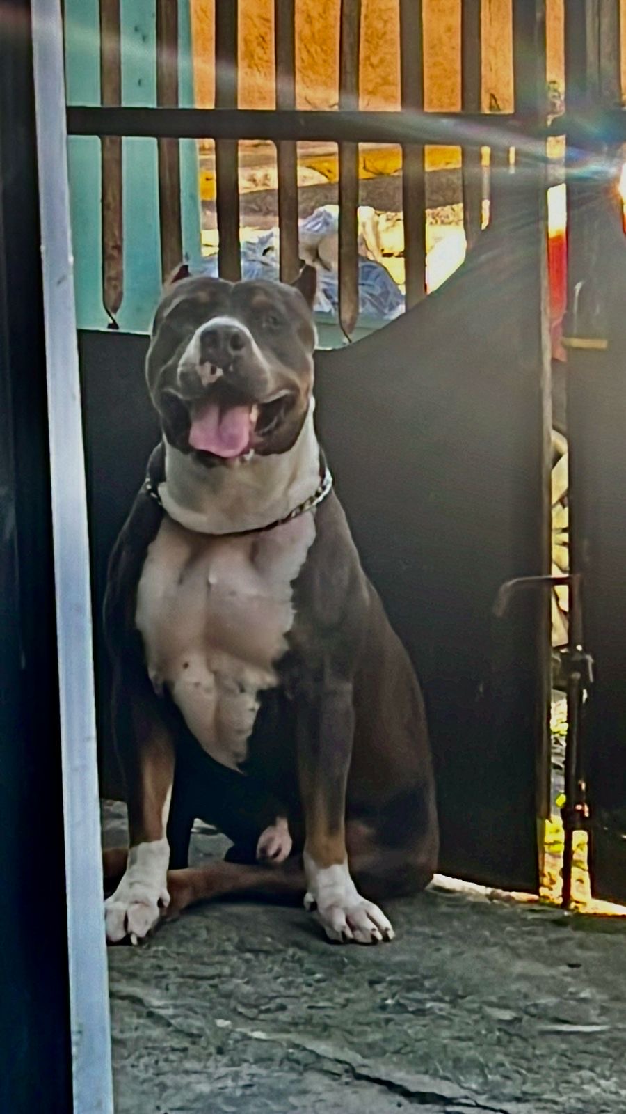 animales y mascotas - Ejemplares bully XL 0