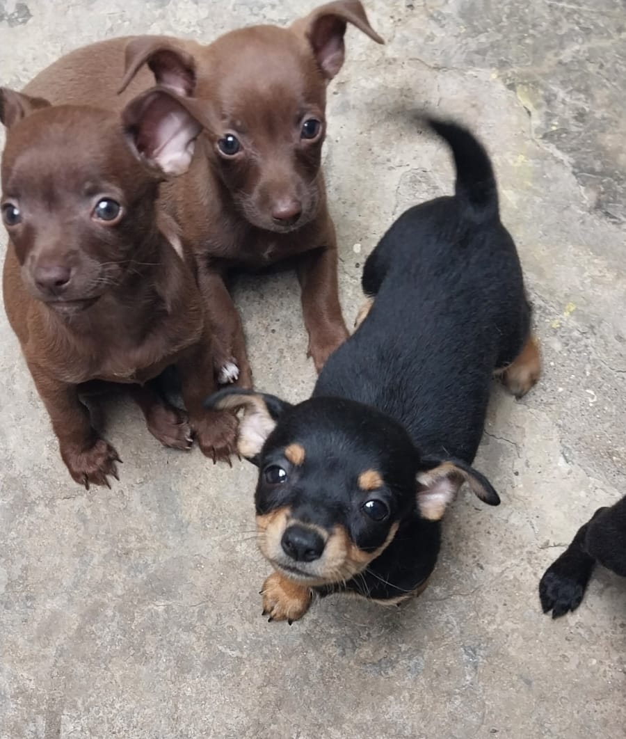animales y mascotas - Perro chihuahua  0