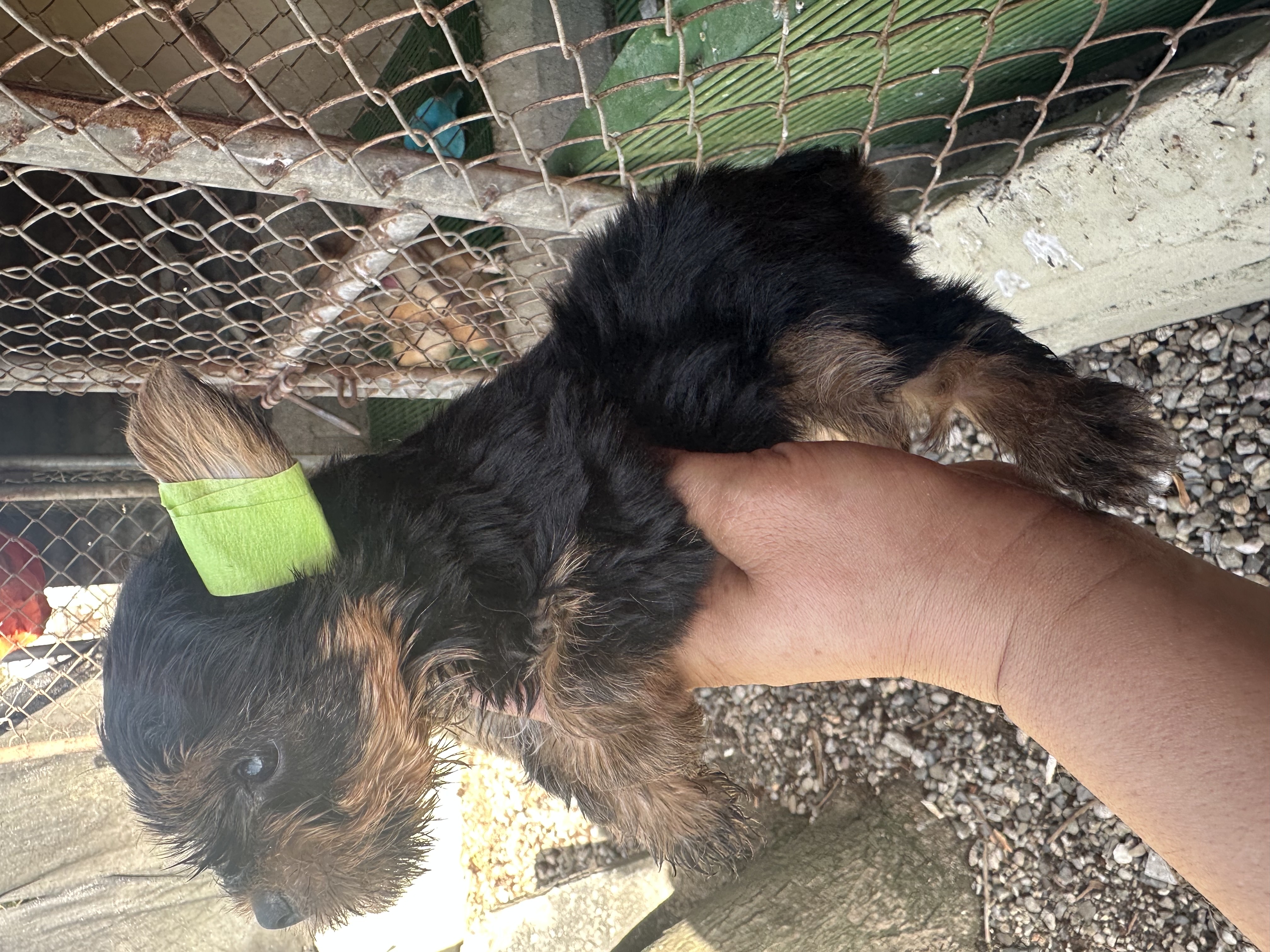 animales y mascotas - yorky 2