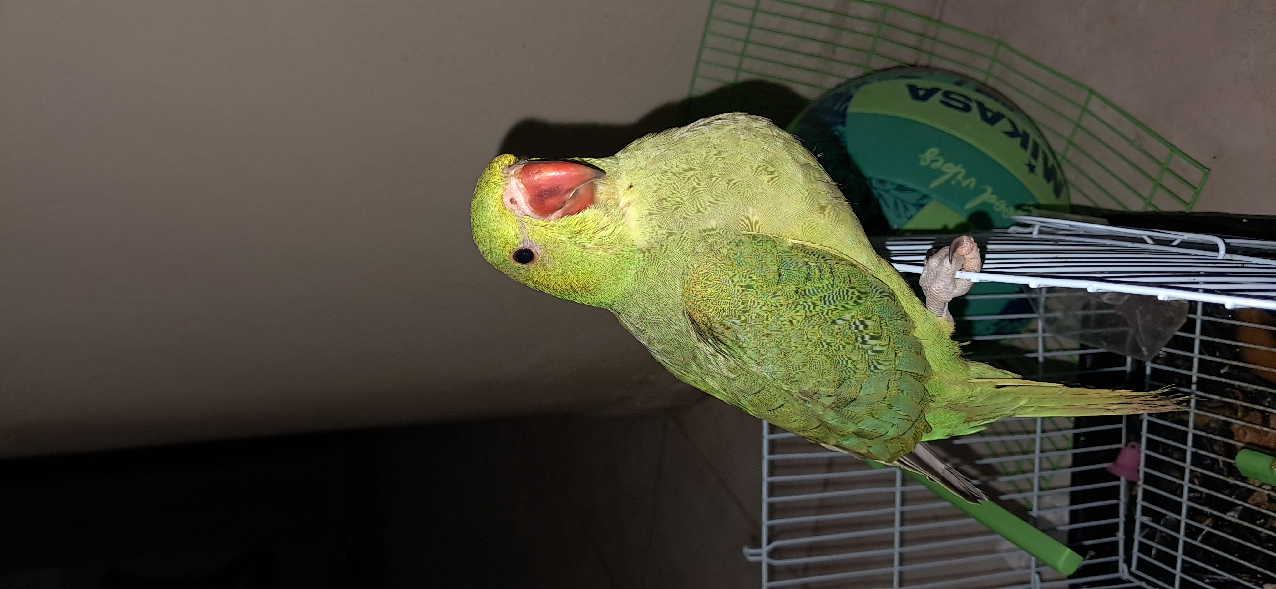 animales y mascotas - Cotorra kramer de 4 meses  1