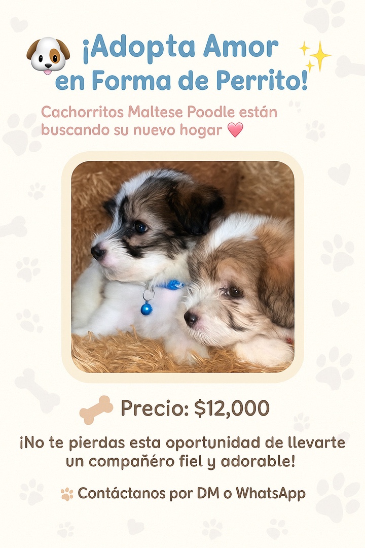 animales y mascotas - Cachorros Poodle raza pura en busca de familia – 2 machos y 3 hembras 1