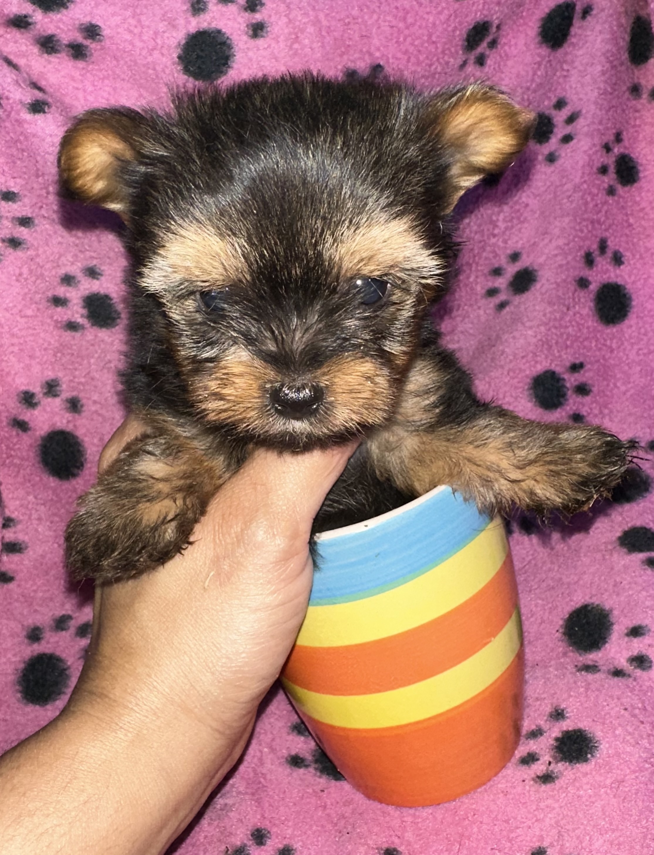 animales y mascotas - Yorkipoo negociables hago envio 2
