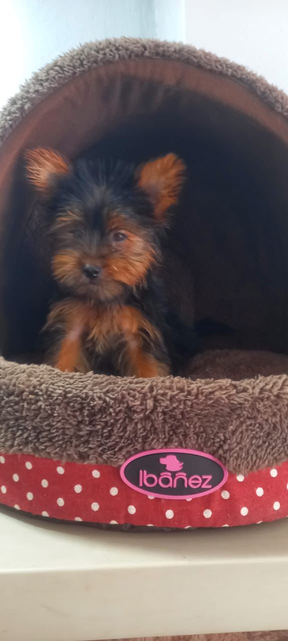 animales y mascotas - OFERTA CACHORRO YORKIE MACHO EN SANTO DOMINGO Y SE