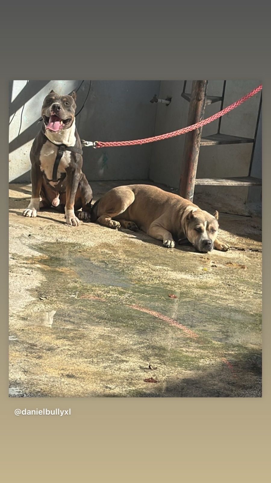 animales y mascotas - Ejemplares bully XL 1