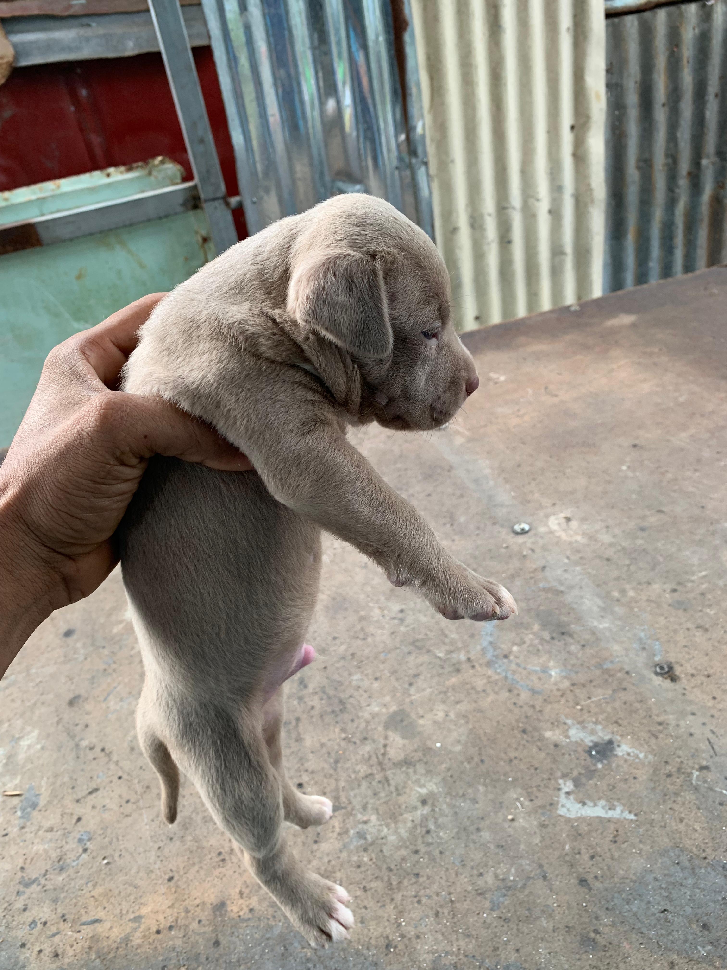 animales y mascotas - Pitbull 3