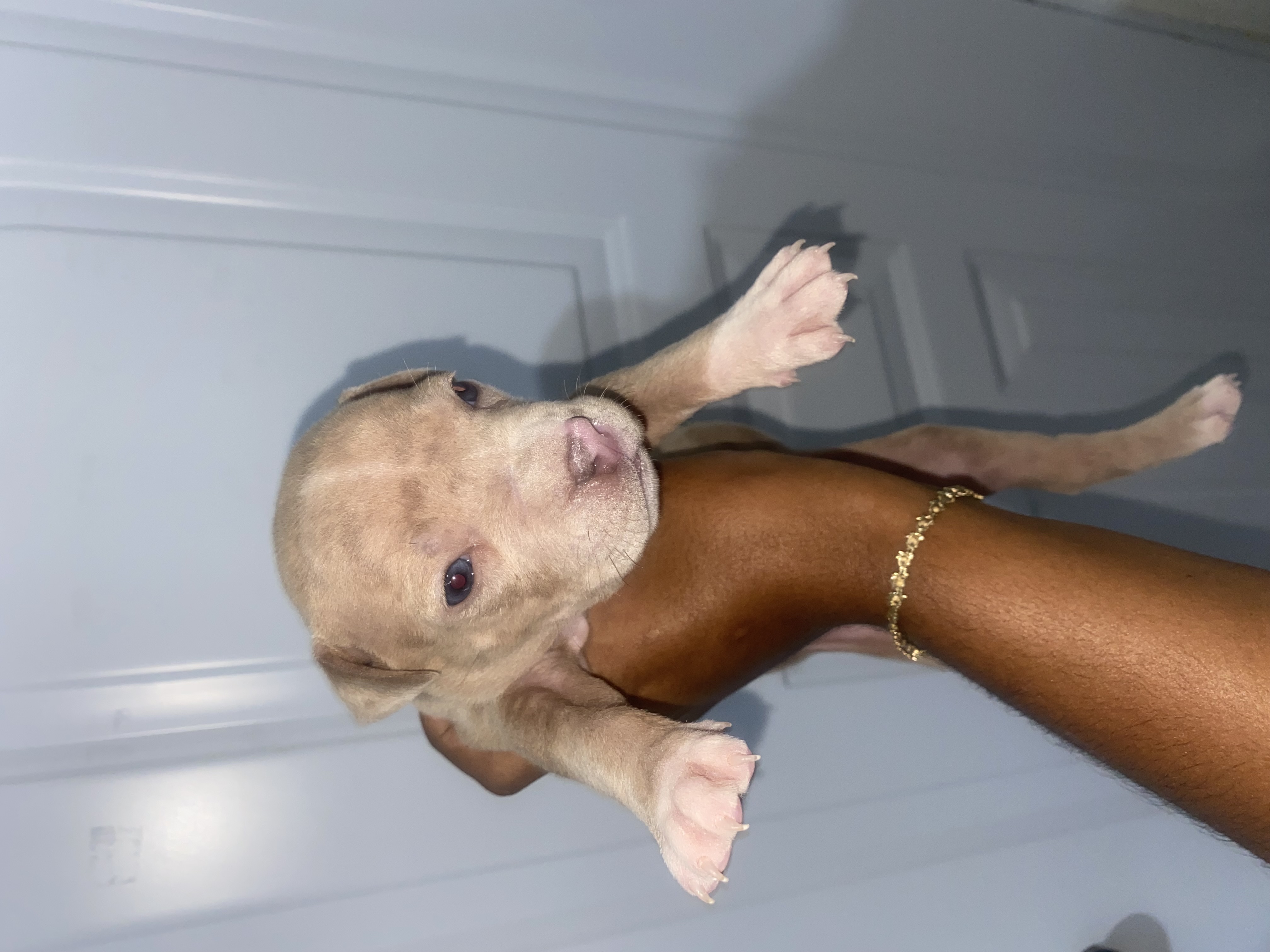 animales y mascotas - pitbull merle 0