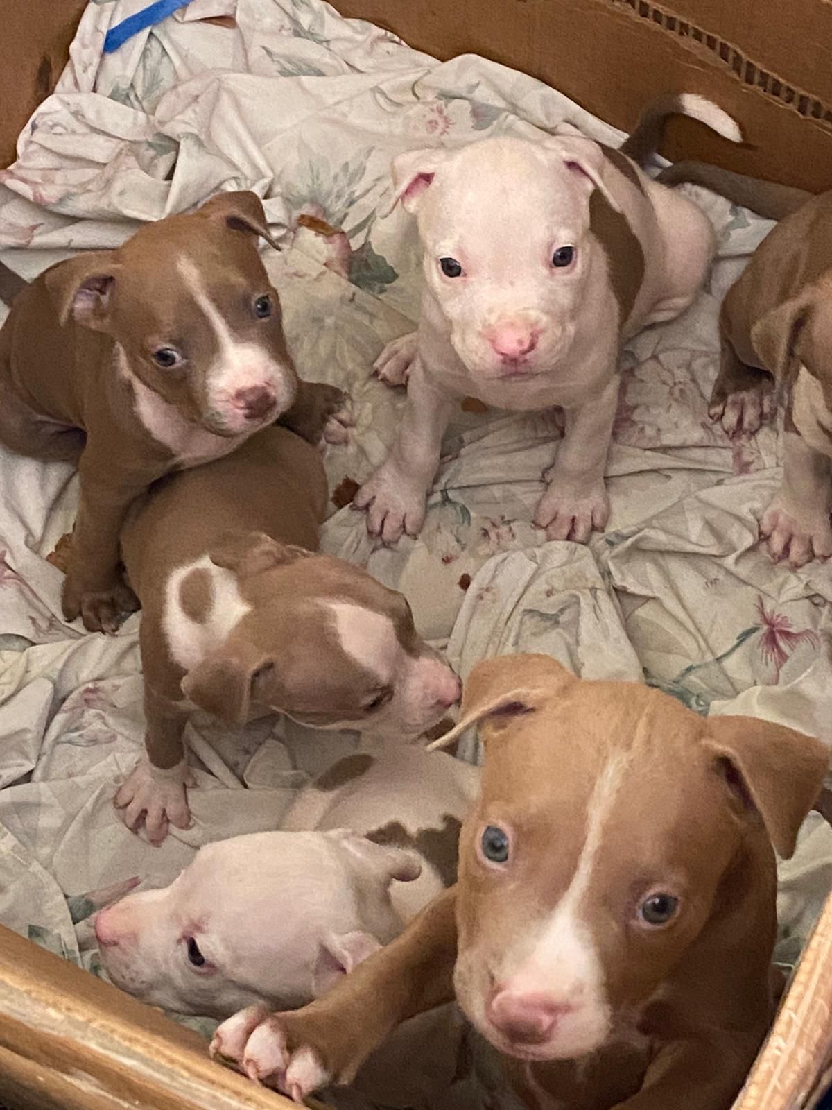 animales y mascotas - American Blue fawn pitbull 8th generacion vacunada una cachorra disponible
