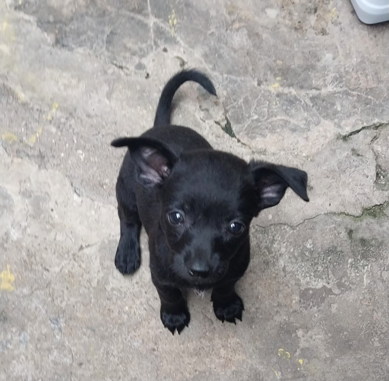 animales y mascotas - Perro chihuahua  1