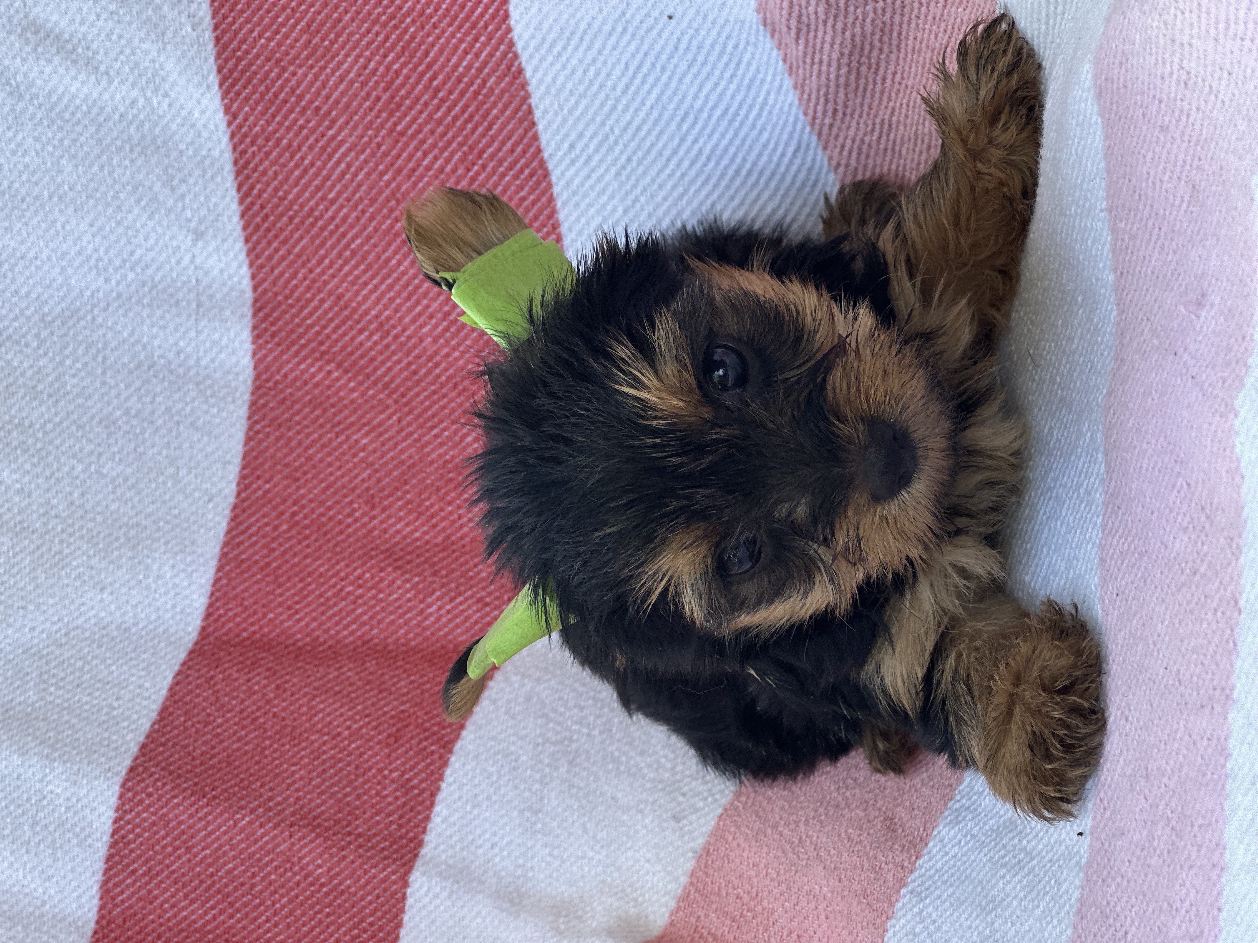 animales y mascotas - yorky 3