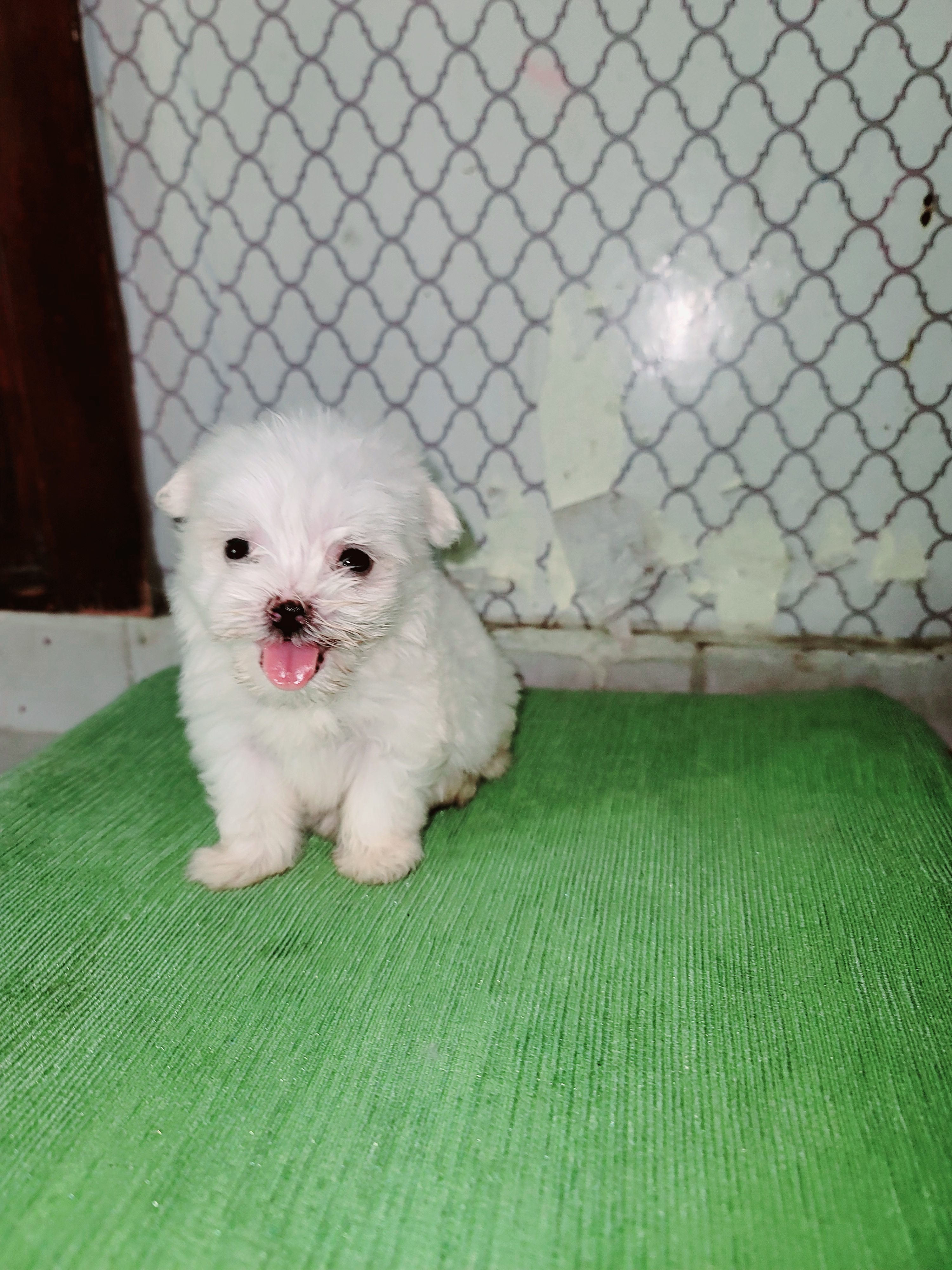 animales y mascotas - Bichon  maltés  toy 0