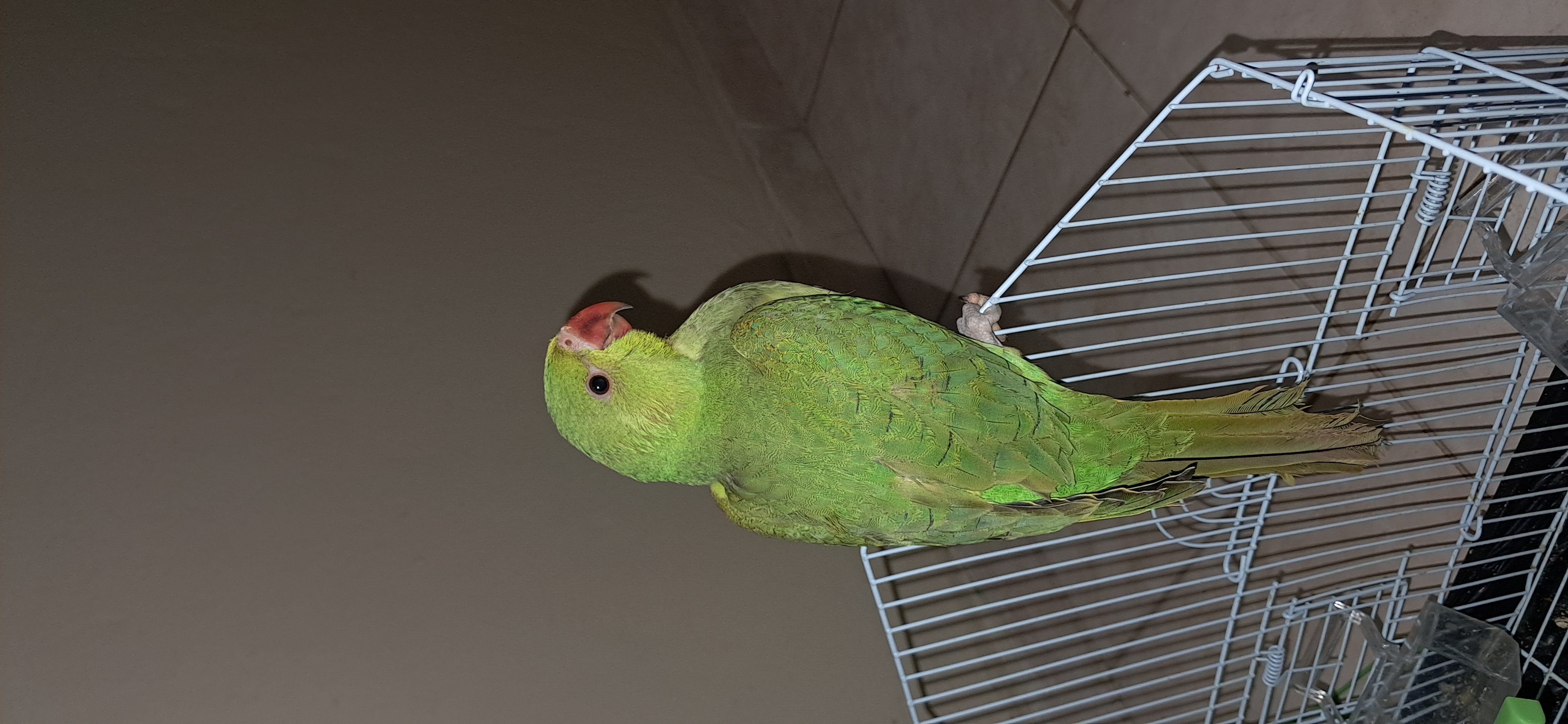 animales y mascotas - Cotorra kramer de 4 meses  2