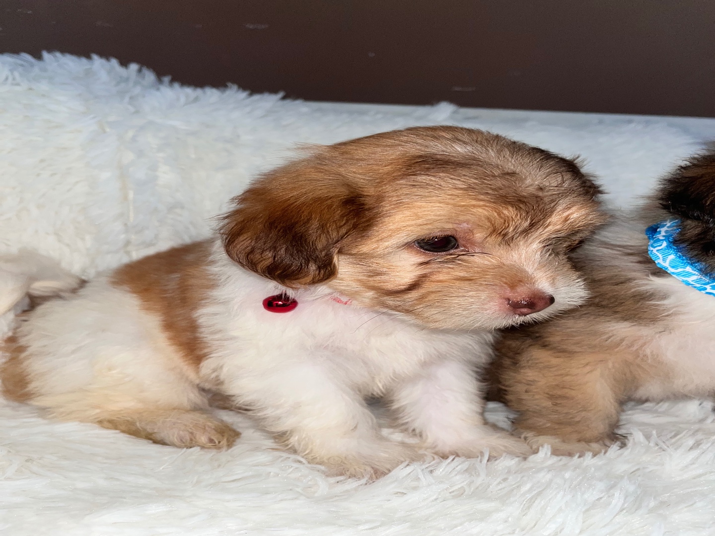 animales y mascotas - Cachorros Poodle raza pura en busca de familia – 2 machos y 3 hembras 2