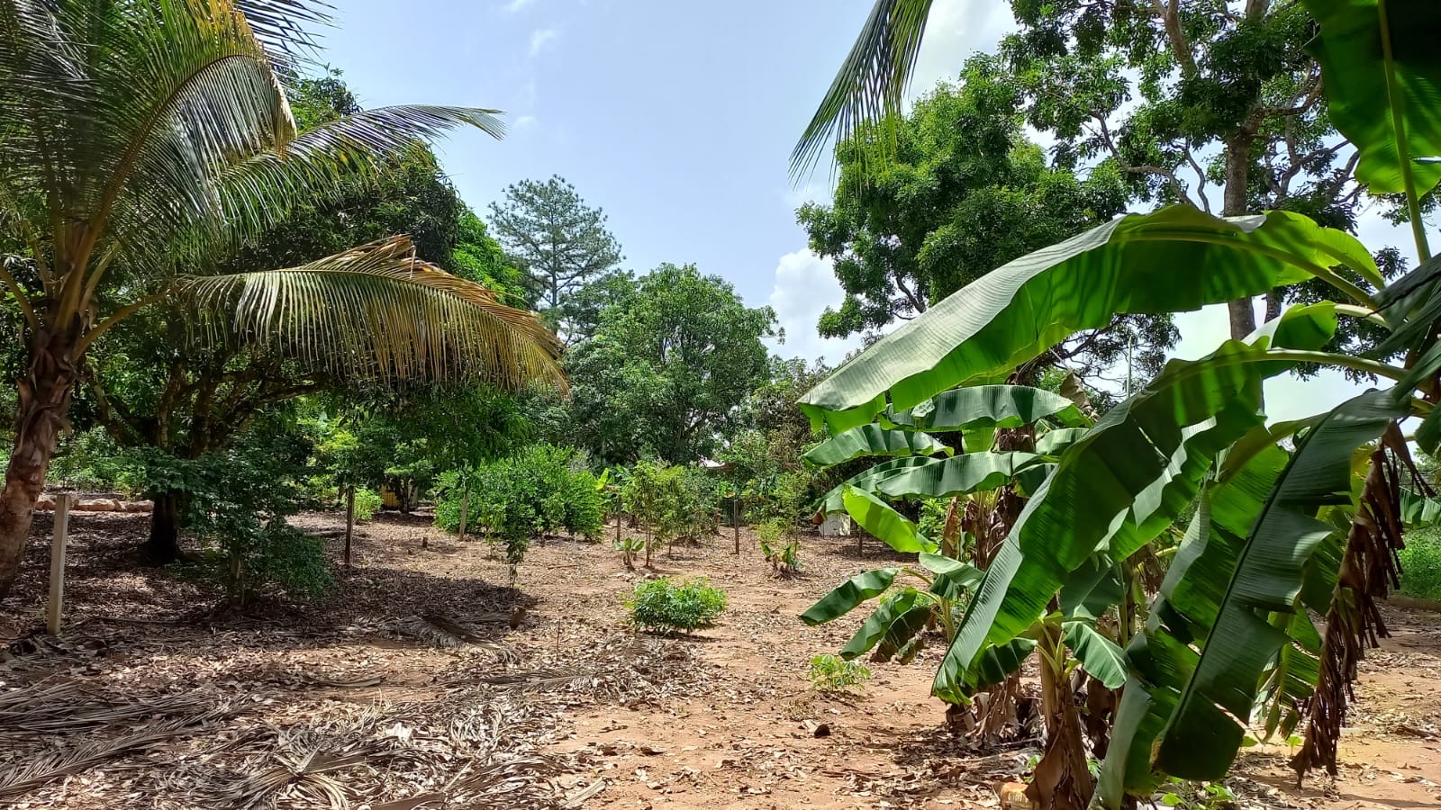 solares y terrenos - Solar en venta en los mogotes de Villa Altagracia República Dominicana de 5000m2 4