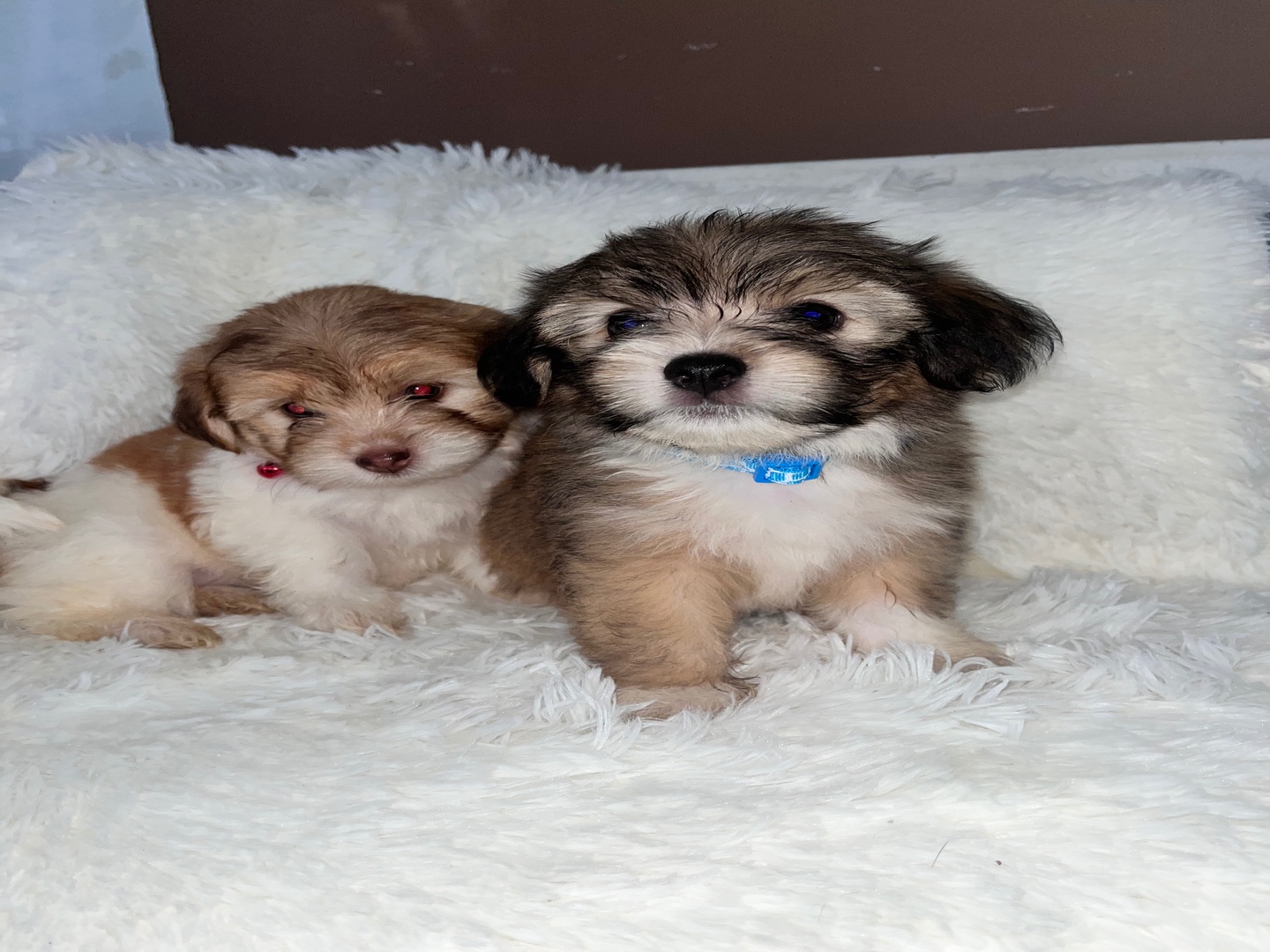 animales y mascotas - Cachorros Poodle raza pura en busca de familia – 2 machos y 3 hembras 3