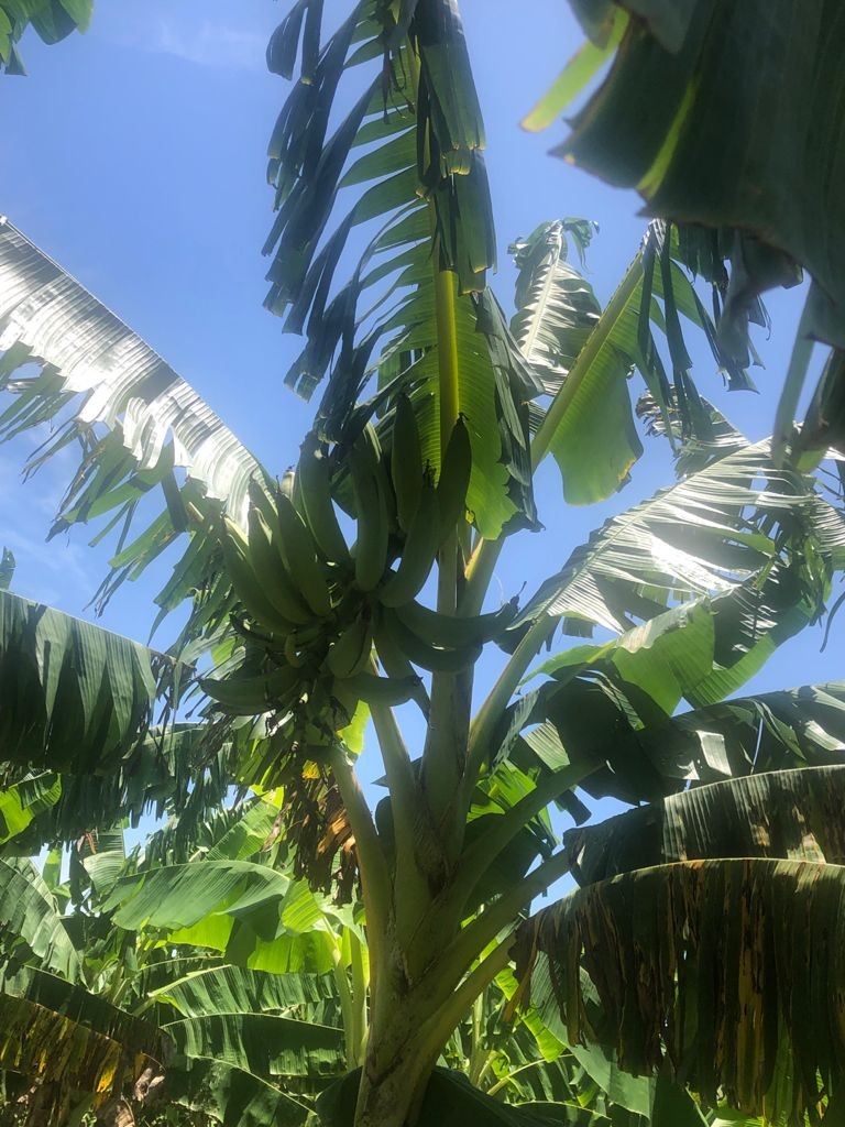 solares y terrenos - Finca en azua 94 tareas con plantacion de limon persa 0