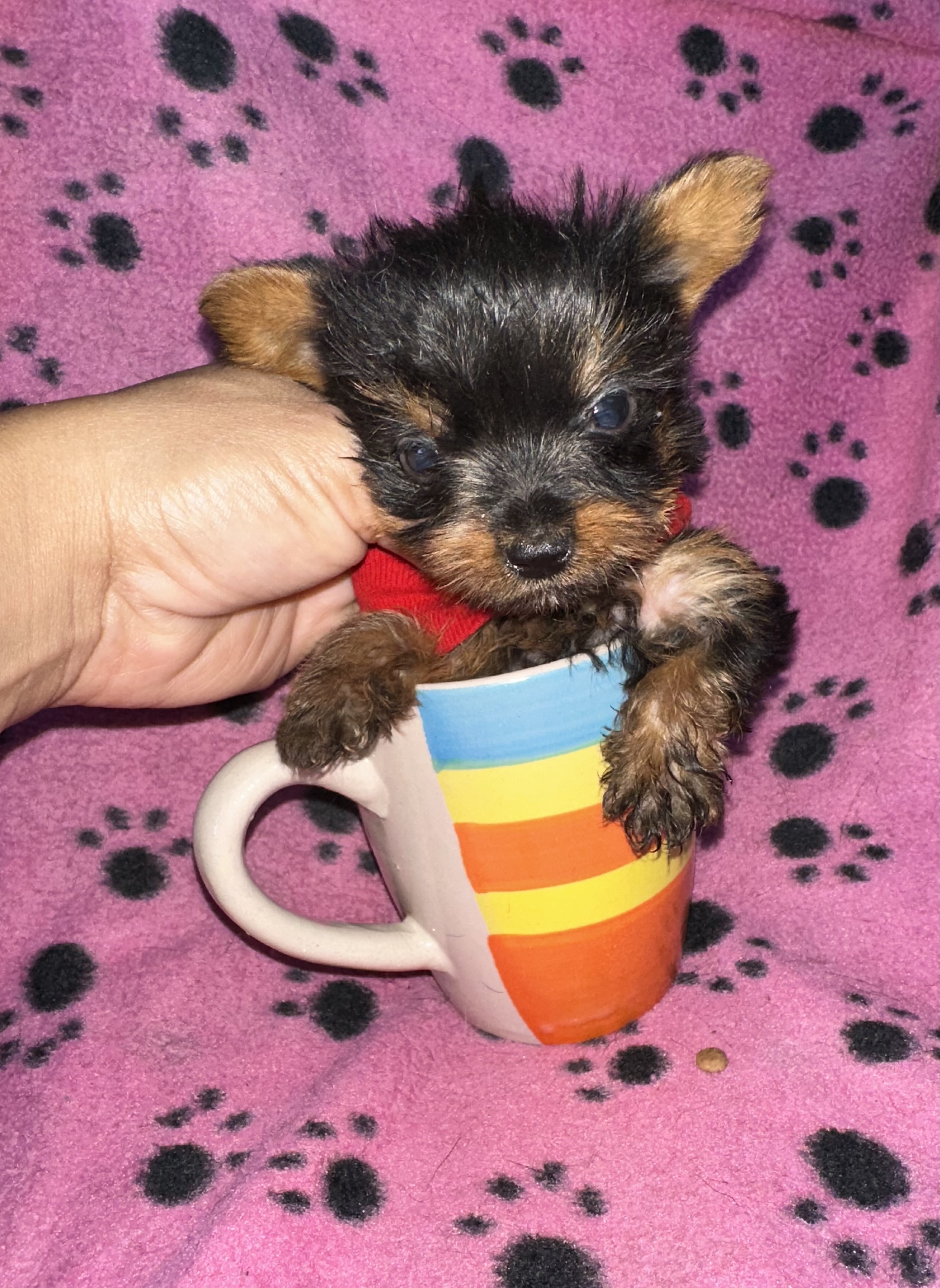 animales y mascotas - Yorkipoo negociables hago envio 3