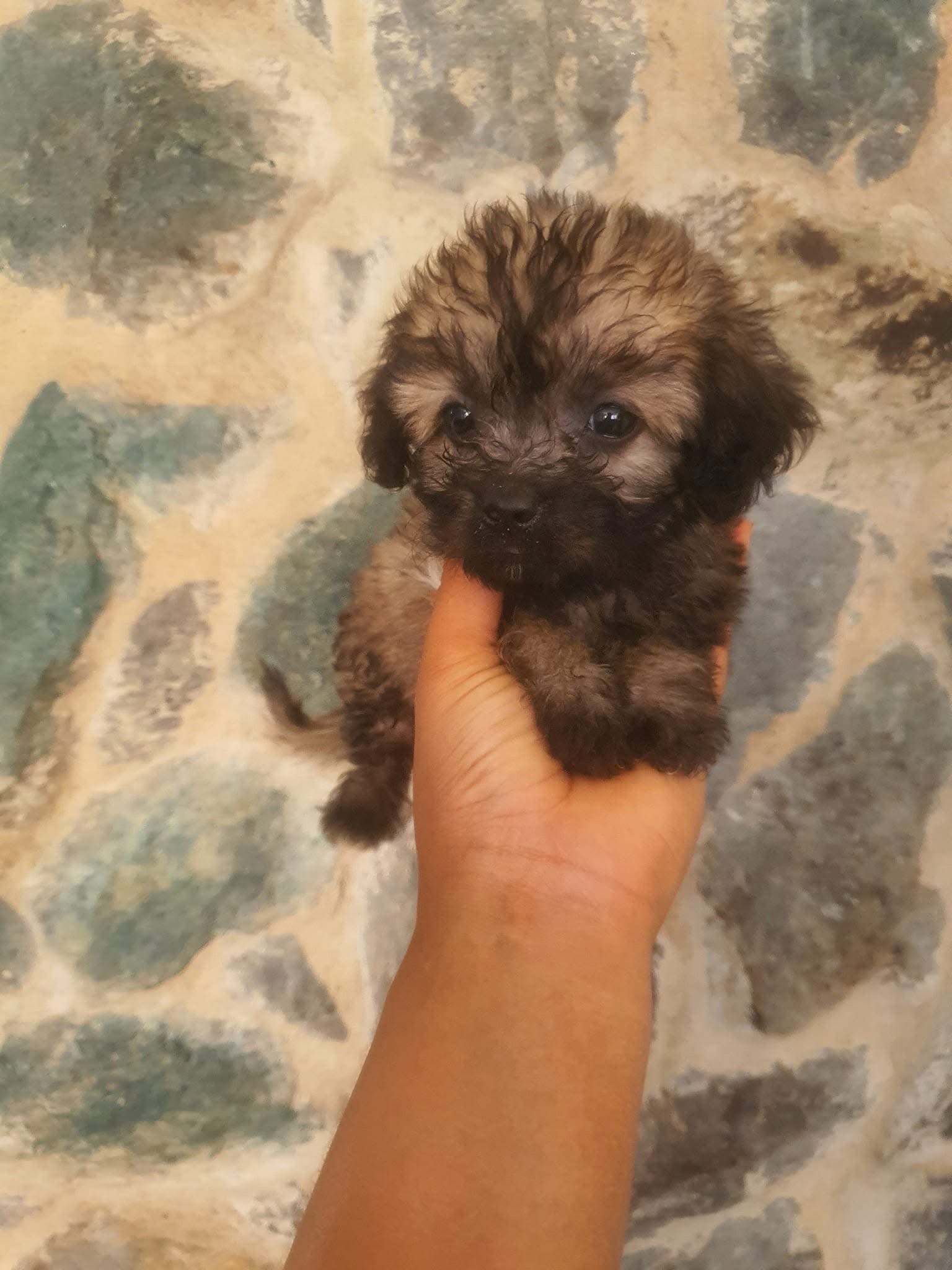animales y mascotas - Ternuraa de Shipoo  1