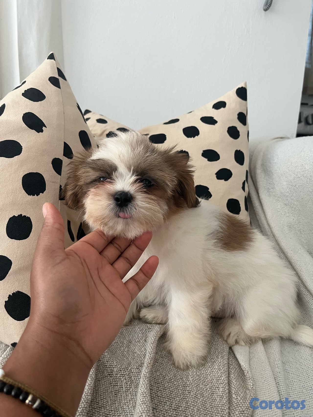 animales y mascotas - Shihpoo Hembra 6