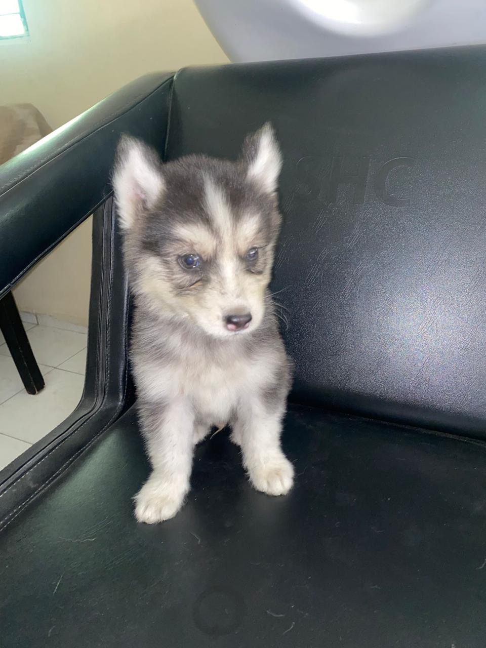 animales y mascotas - Husky siberianos Cachorros Hembra y macho 0