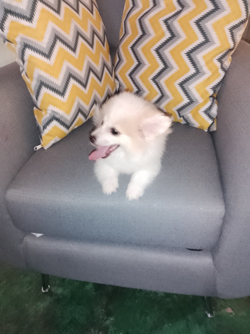 animales y mascotas - Cachorra mix de pomerania mini, con todas sus vacunas 1