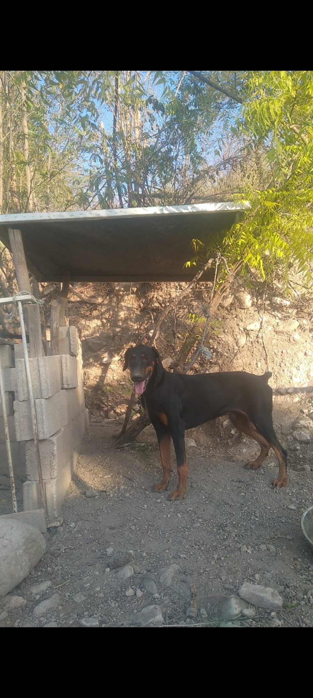 animales y mascotas - doberman  1