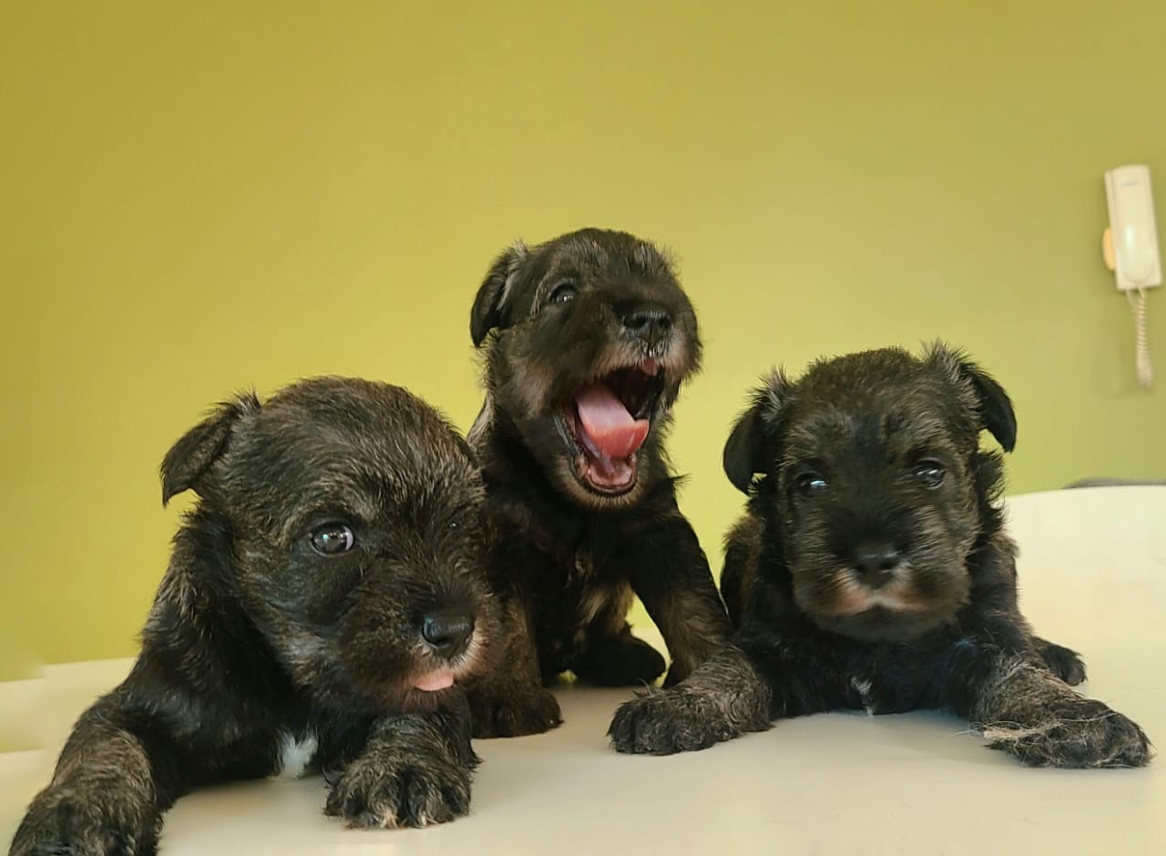 animales y mascotas - Cachorros Schnauzer   0