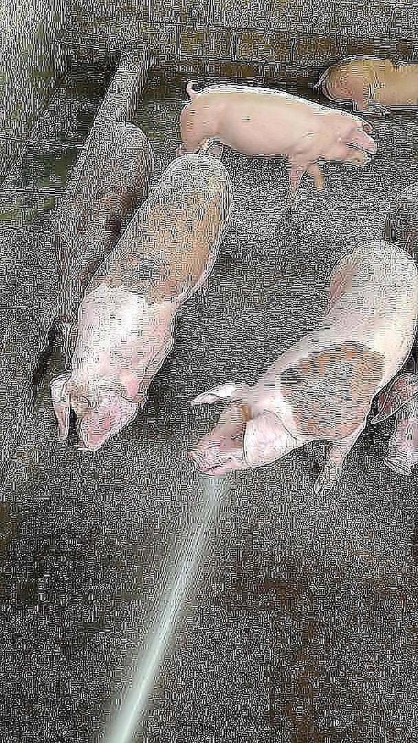 animales y mascotas - CERDOS EN VENTA 0