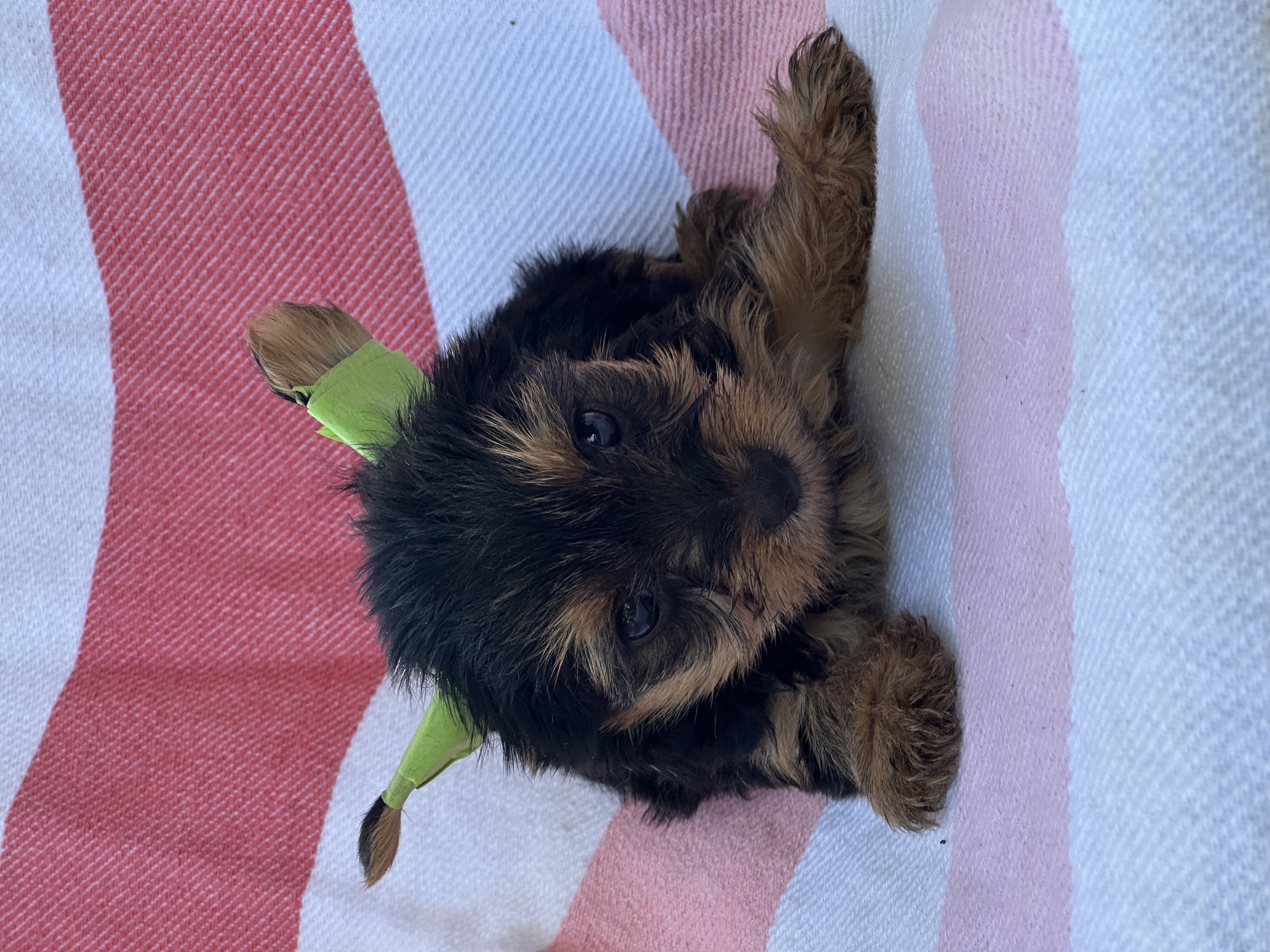 animales y mascotas - yorky 5
