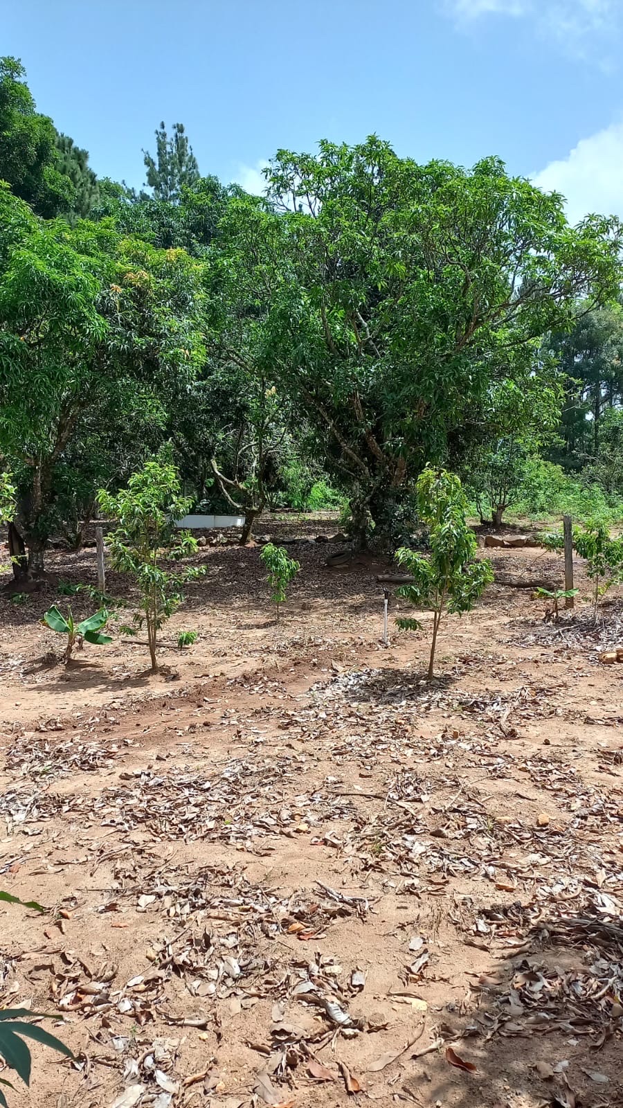 solares y terrenos - Solar en venta en los mogotes de Villa Altagracia República Dominicana de 5000m2 5