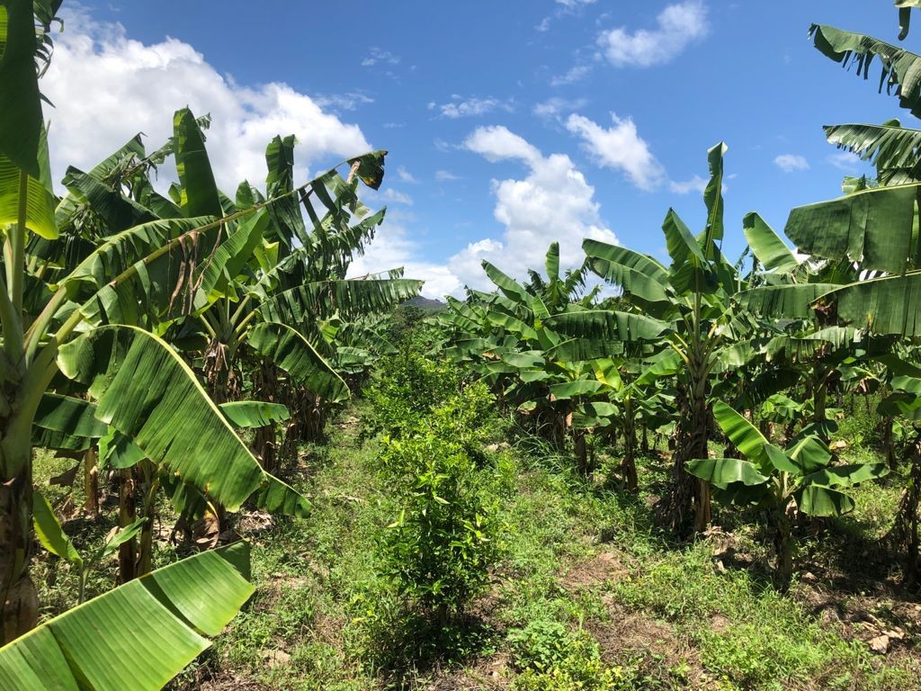 solares y terrenos - Finca en azua 94 tareas con plantacion de limon persa 1