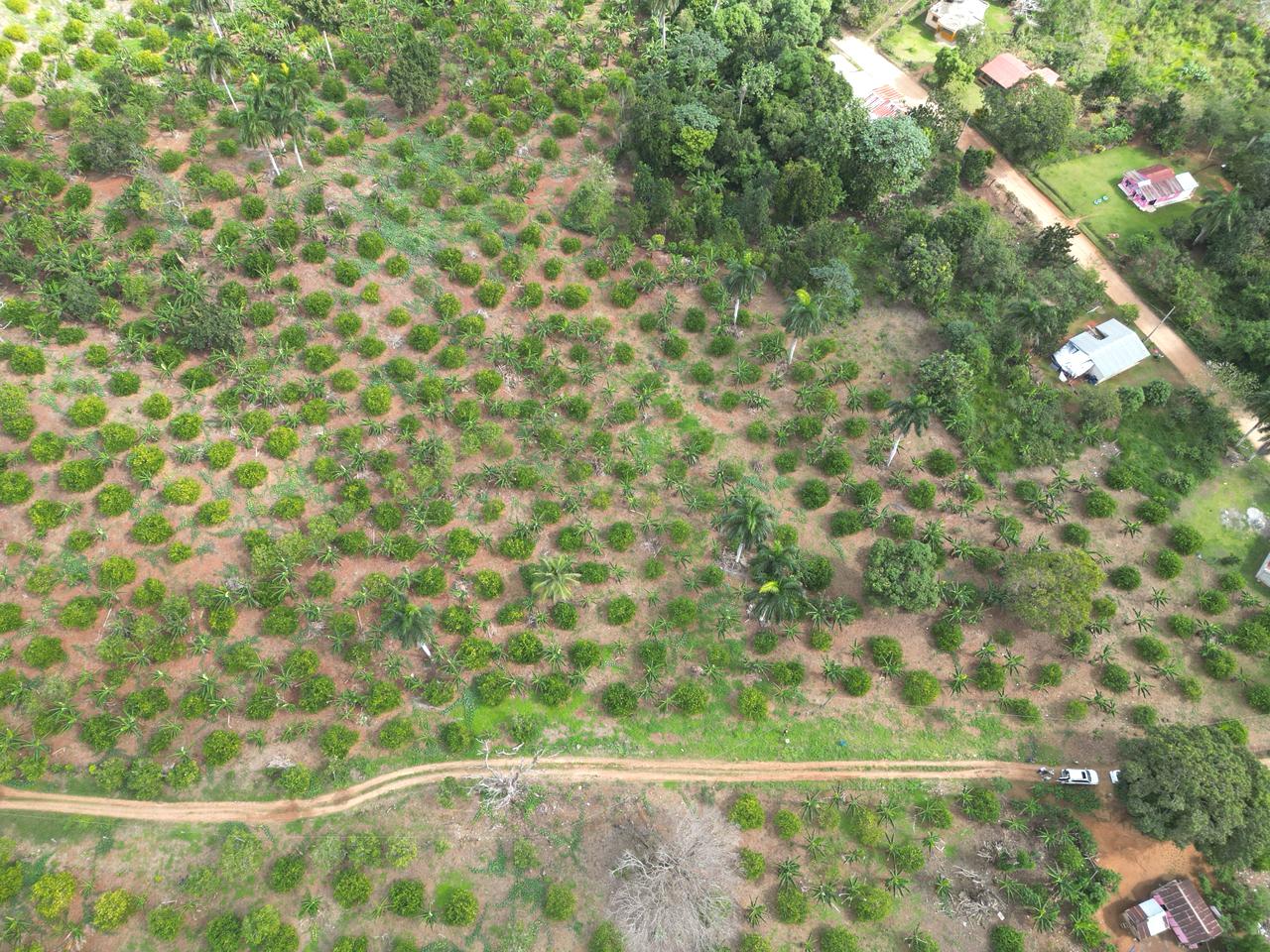 solares y terrenos - Vendo finca en Bayaguana, con título y sembrada 6