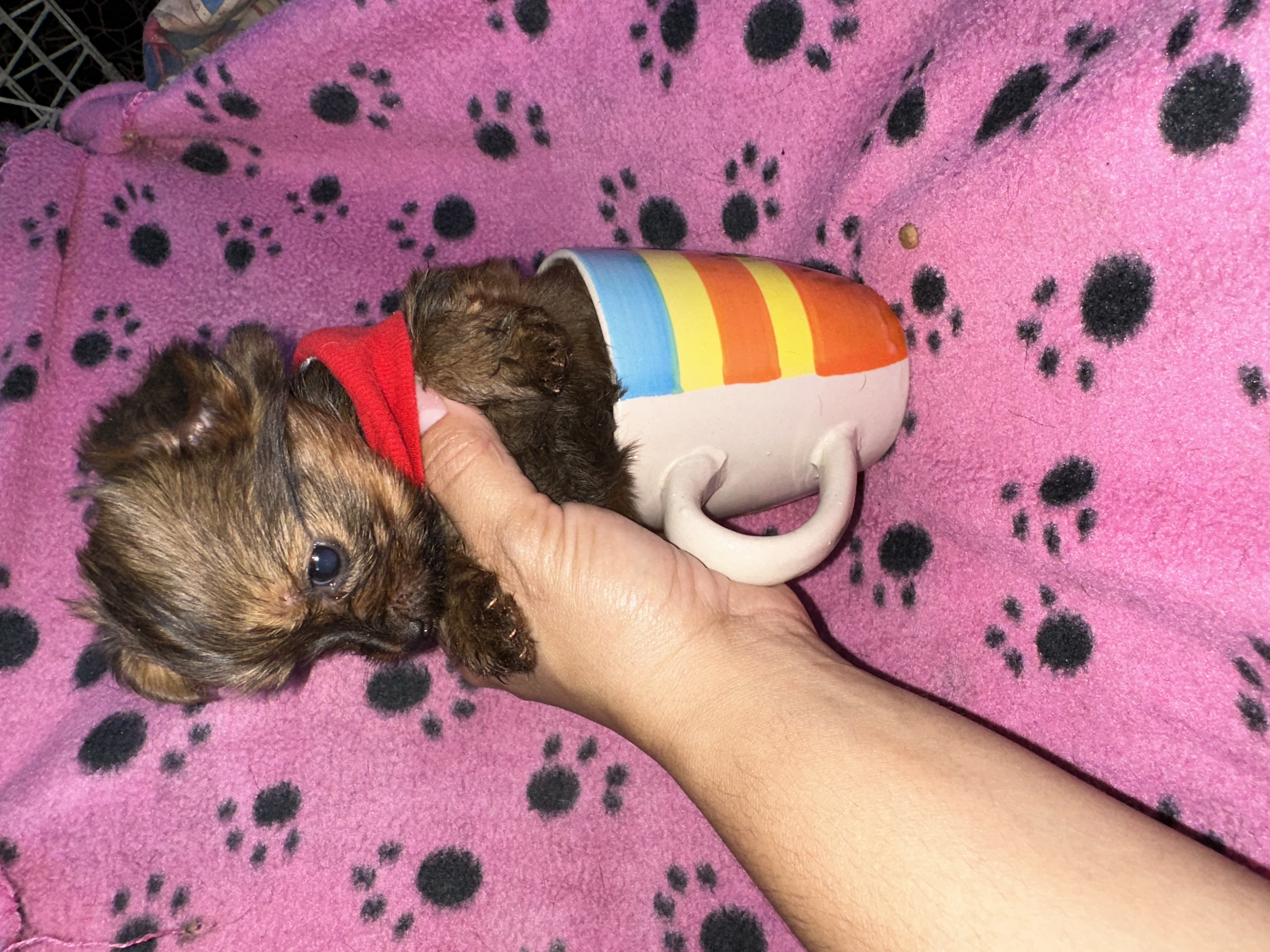 animales y mascotas - Yorkipoo negociables hago envio 4