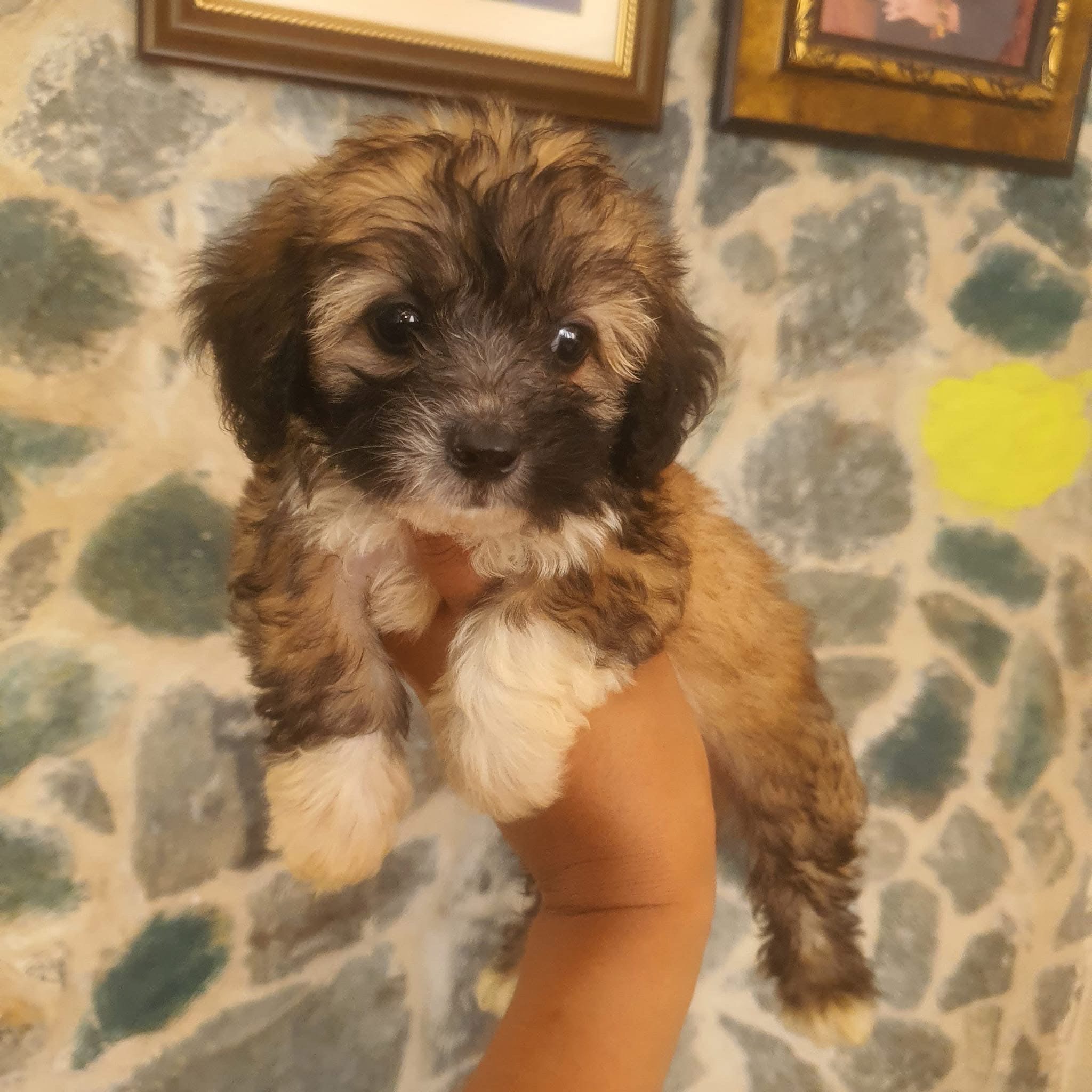 animales y mascotas - Ternuraa de Shipoo  2