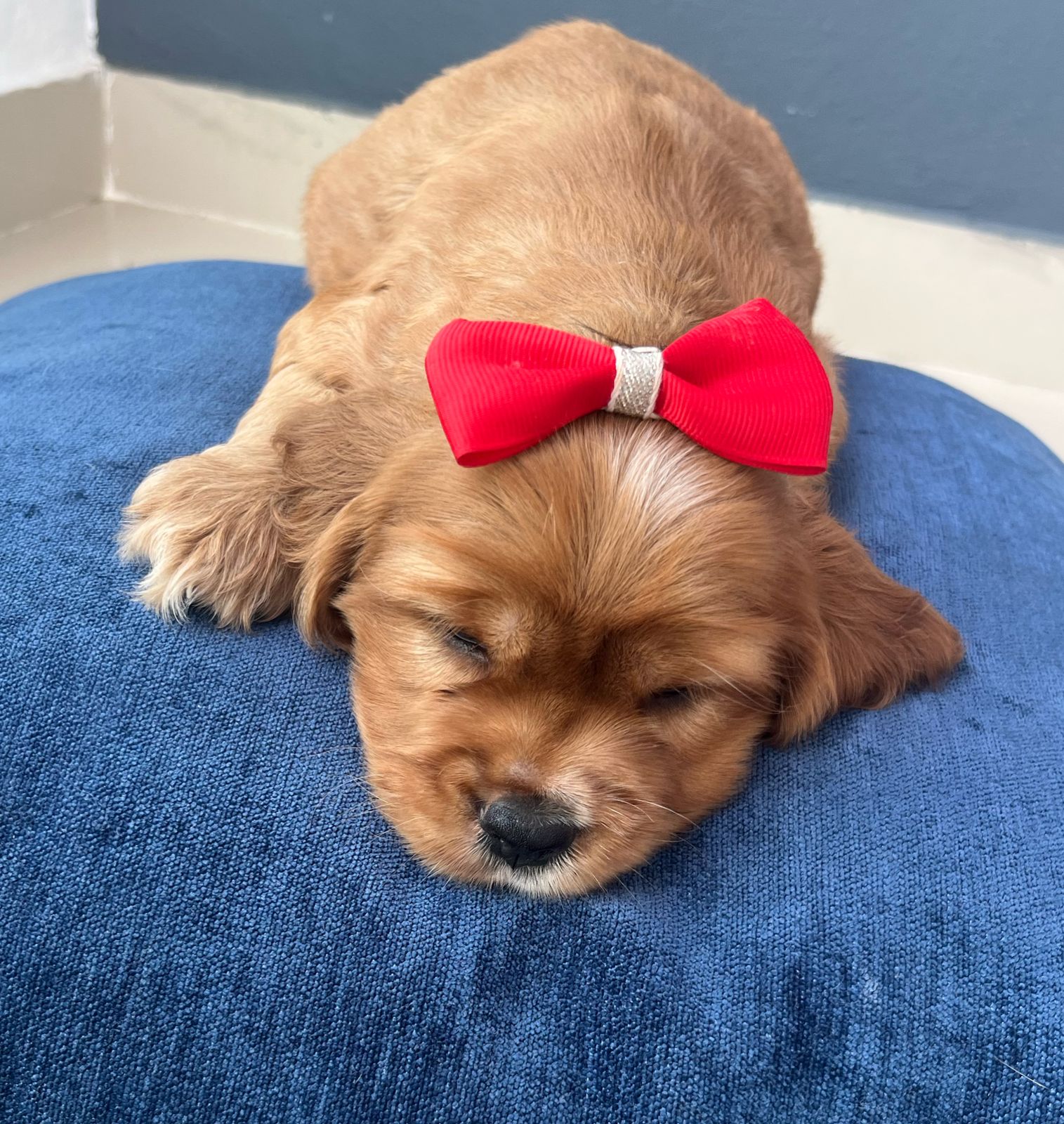 animales y mascotas - Hermosa cachorrita Cocker Spaniel  0